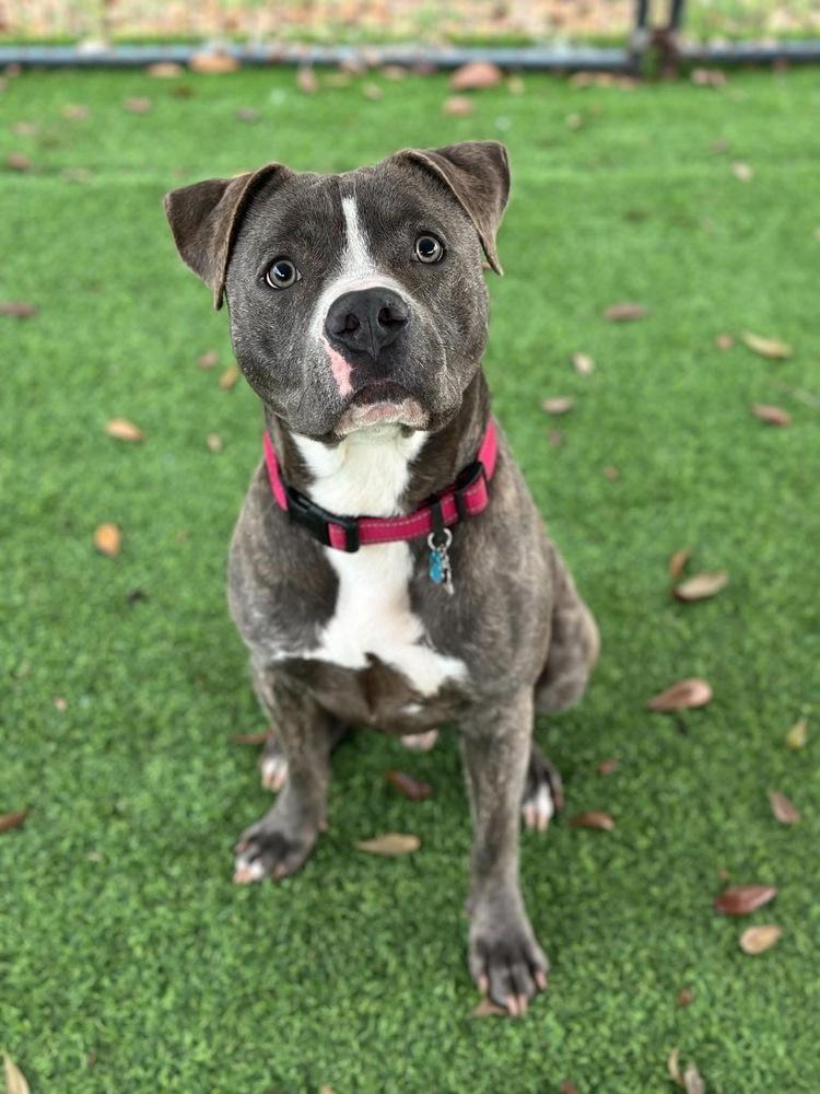 Stacks, a Adoptable mixed breed in Lakeland, FL image 3/6