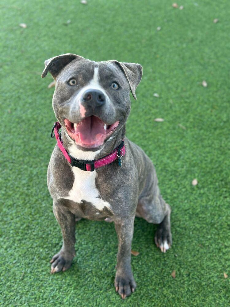 Stacks, a Adoptable mixed breed in Lakeland, FL image 4/6