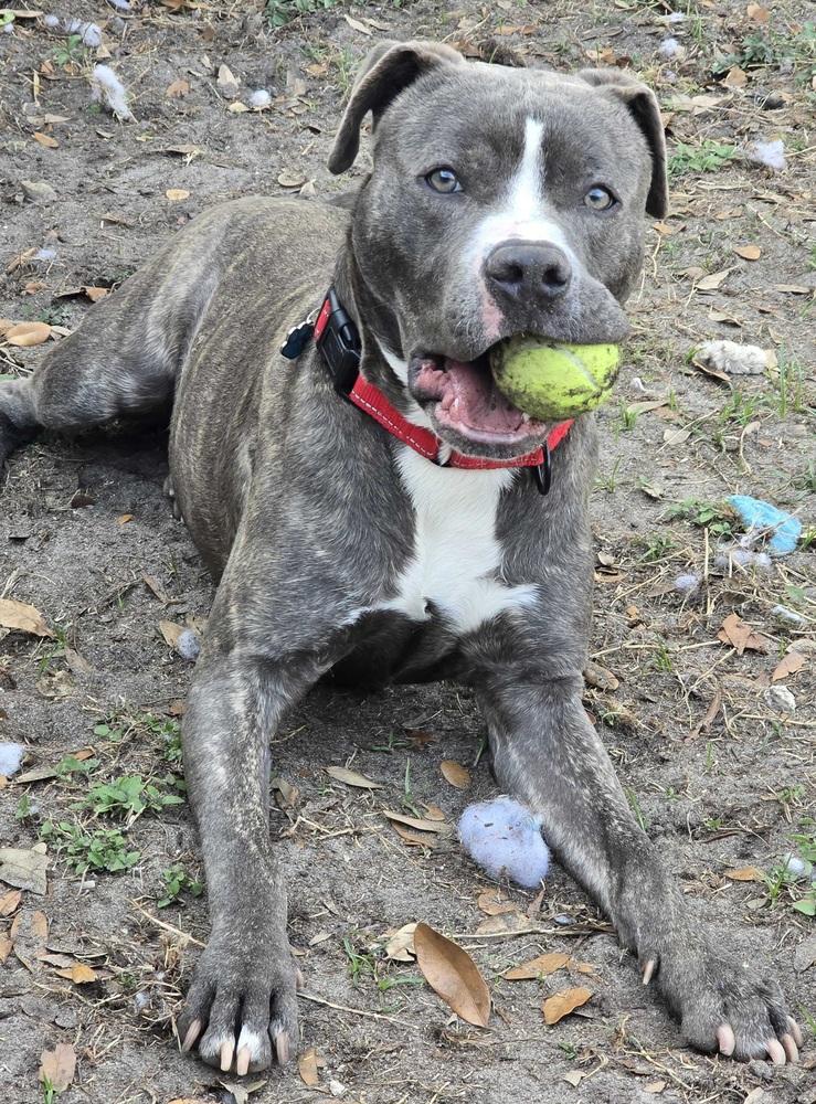 Stacks, a Adoptable mixed breed in Lakeland, FL image 5/6