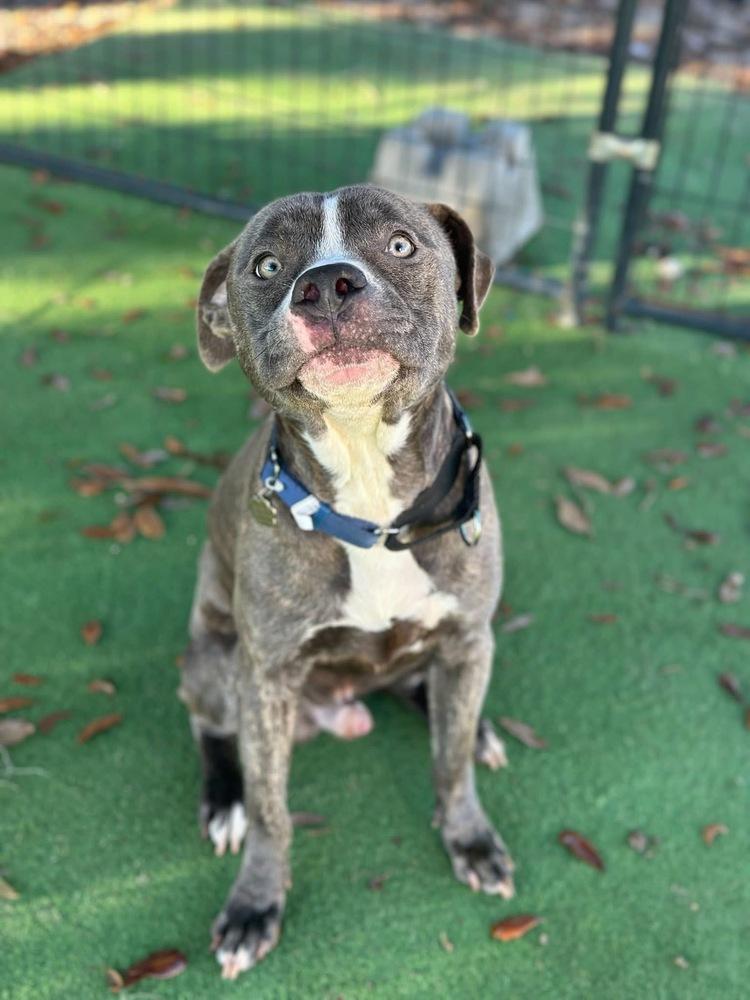 Stacks, a Adoptable mixed breed in Lakeland, FL image 6/6