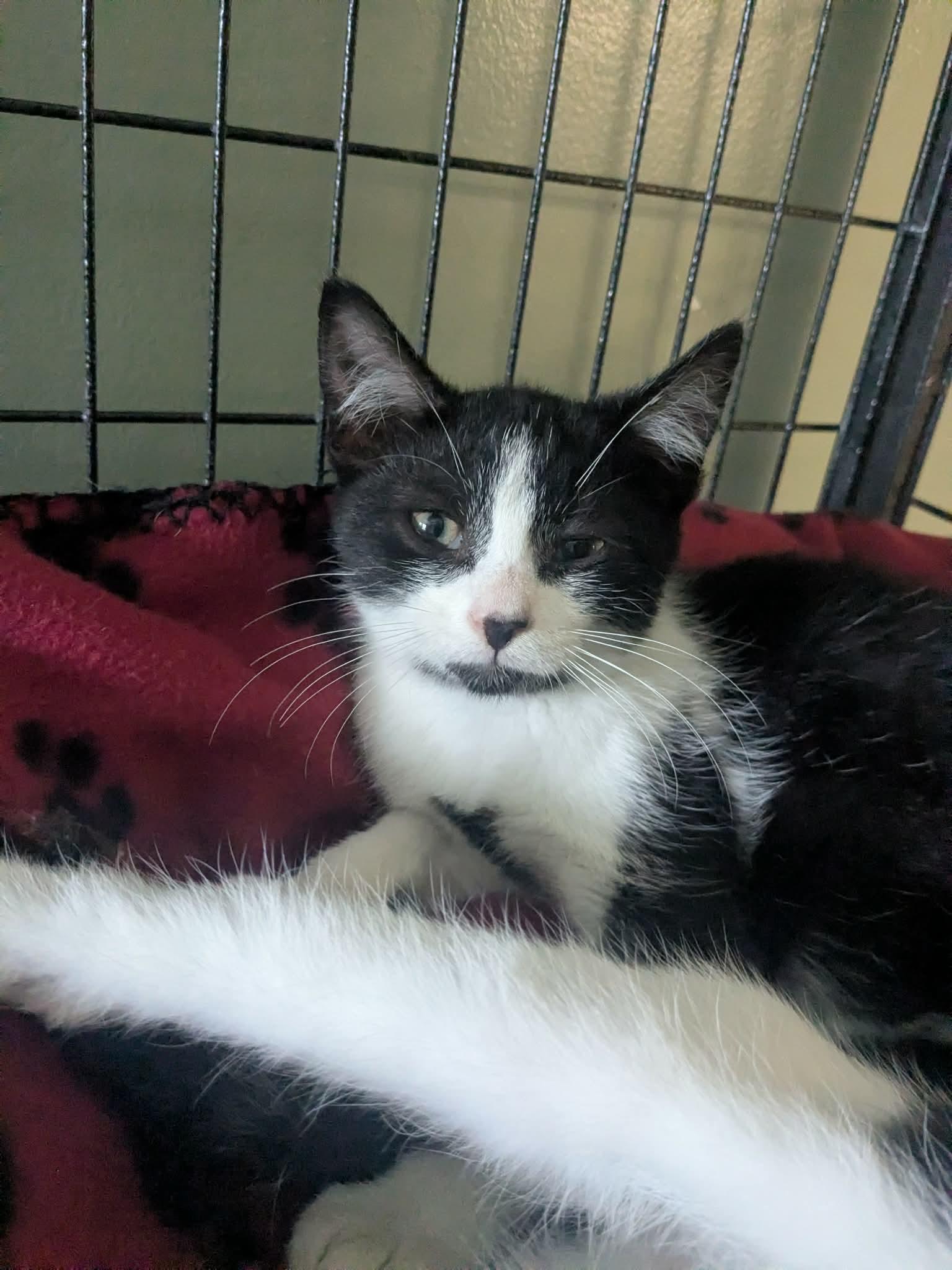 Enlarge Checkers, a Adopted Domestic Short Hair in Lock Haven, PA image 2/2