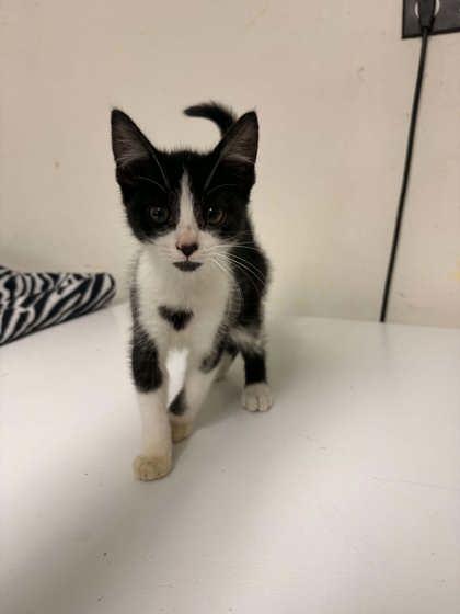 Enlarge Checkers, a Adopted Domestic Short Hair in Lock Haven, PA image 1/2