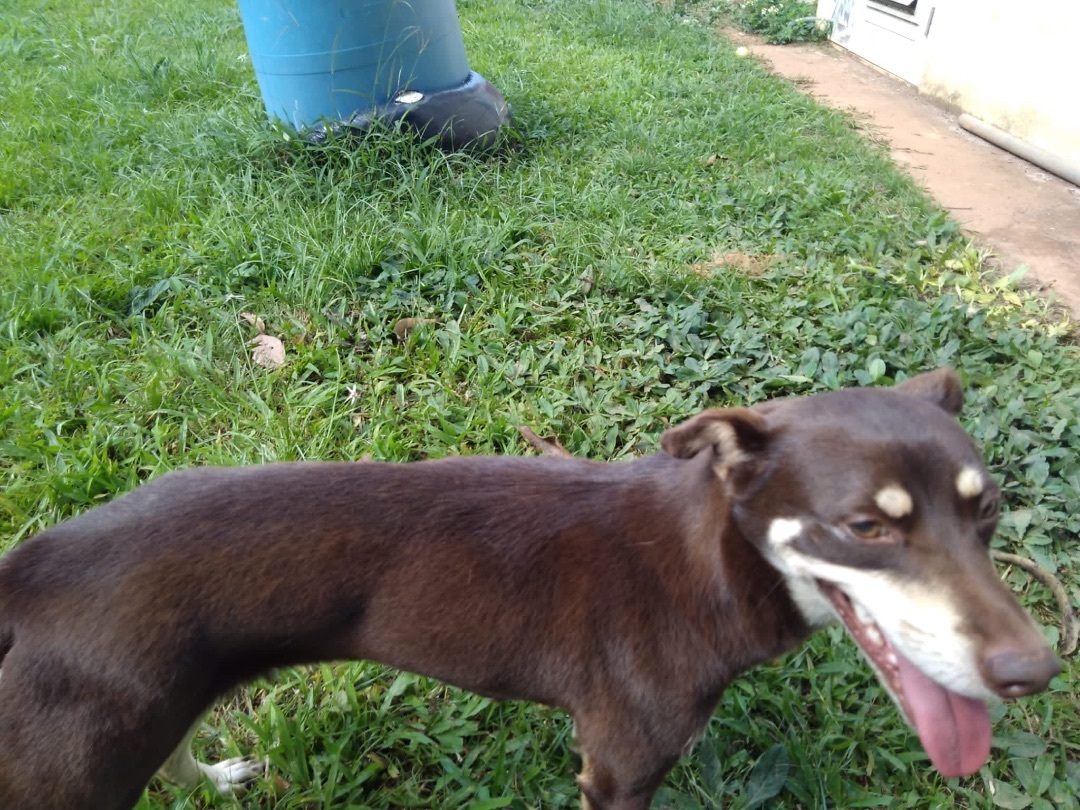 Snickers photo 3