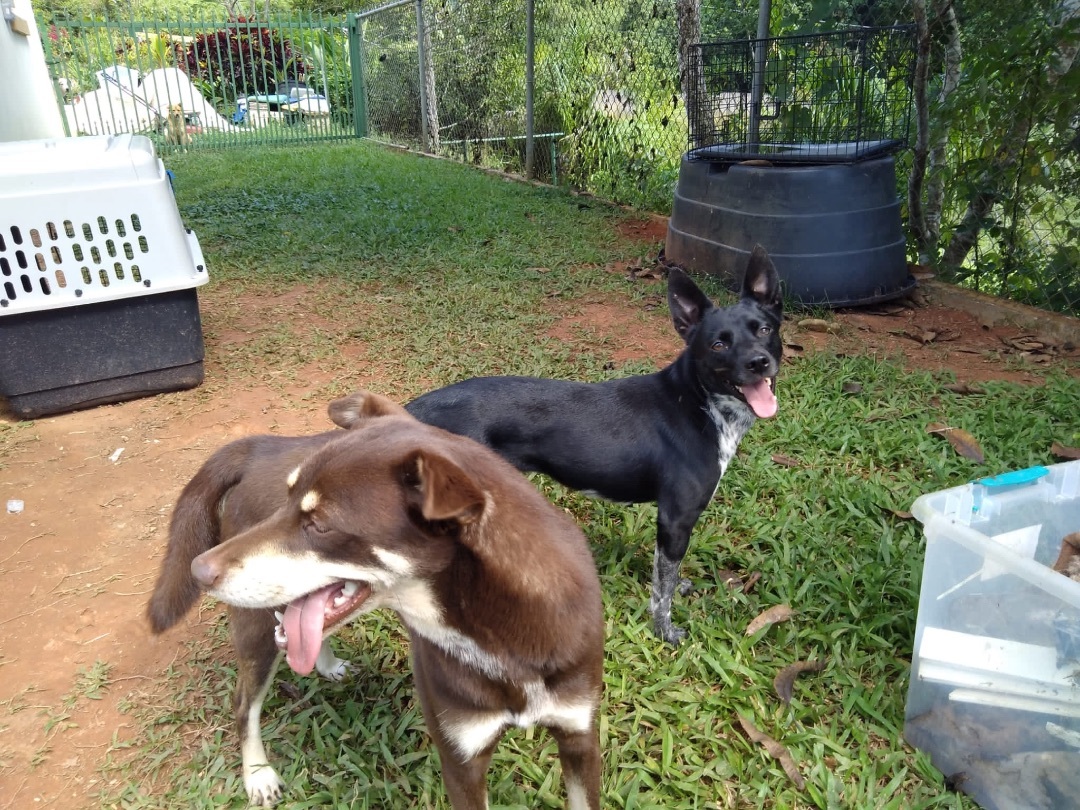 Enlarge Snickers, a Adoptable mixed breed in Rincon, PR image 2/3