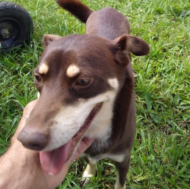 Enlarge Snickers, a Adoptable mixed breed in Rincon, PR image 1/3