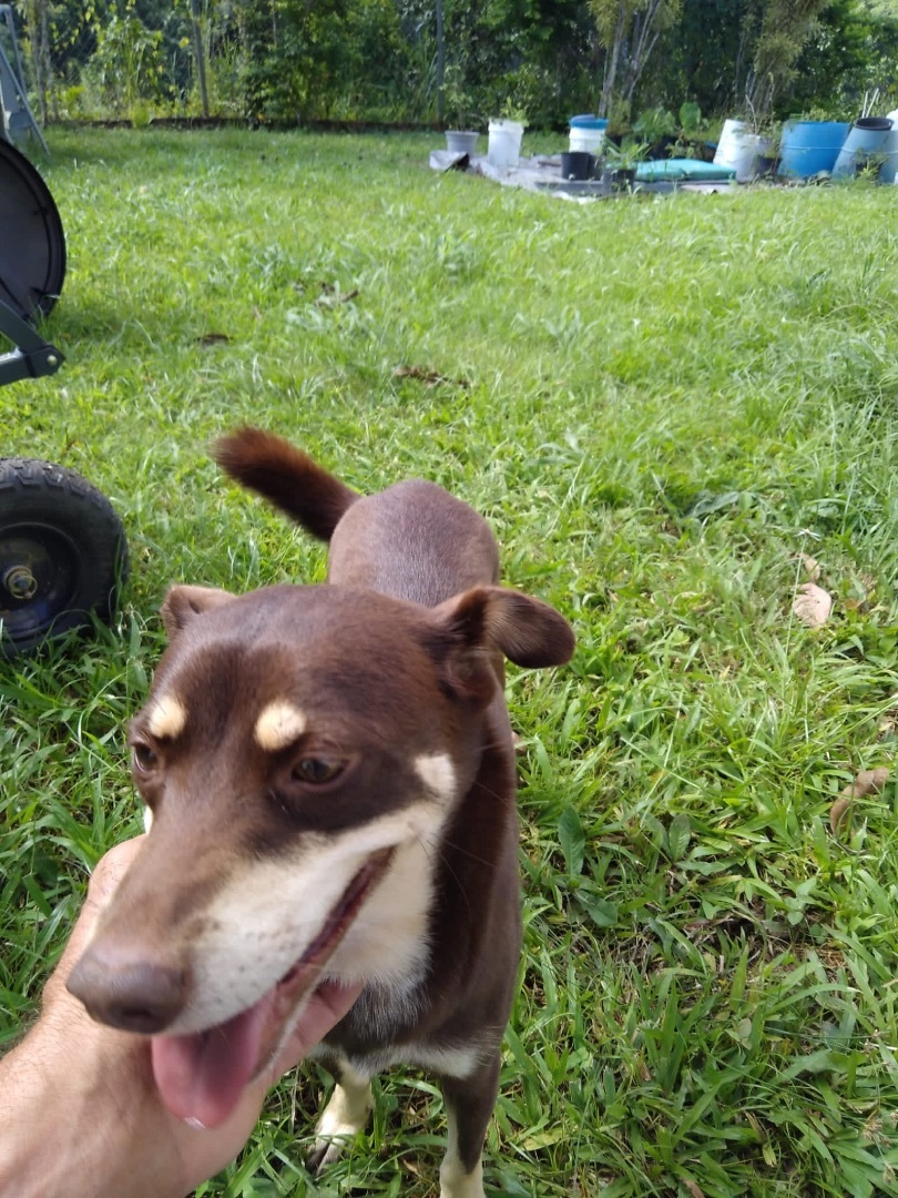 Enlarge Snickers, a Adoptable mixed breed in Rincon, PR image 3/3