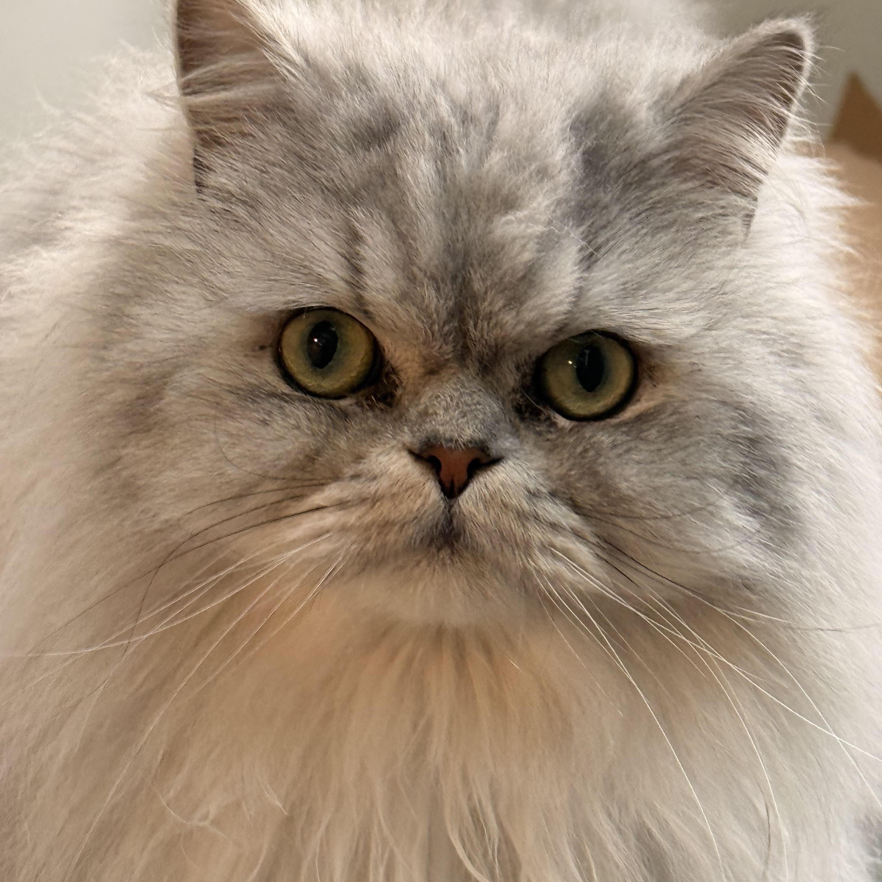 Enlarge Kobe, a ADOPTABLE Persian in Old Bridge, NJ image 1/2