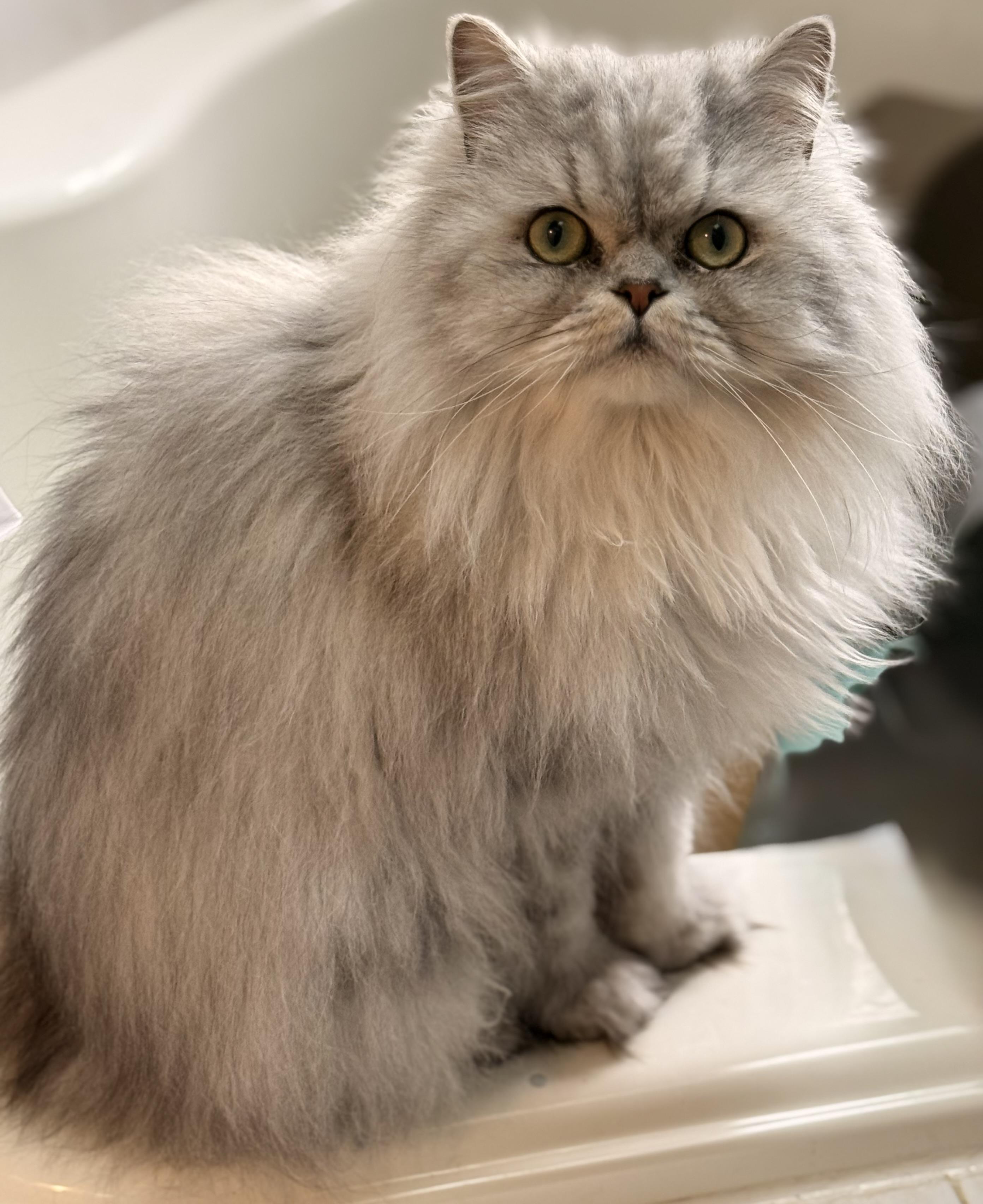 Enlarge Kobe, a ADOPTABLE Persian in Old Bridge, NJ image 2/2