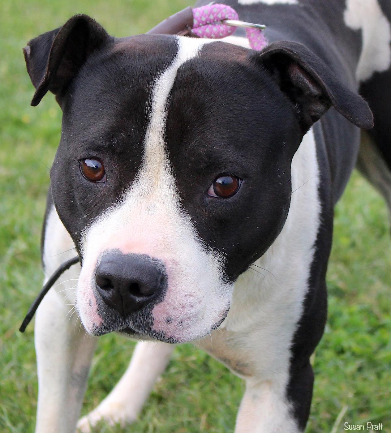 Enlarge Rebel, a ADOPTABLE mixed breed in Bedford, VA image 1/3
