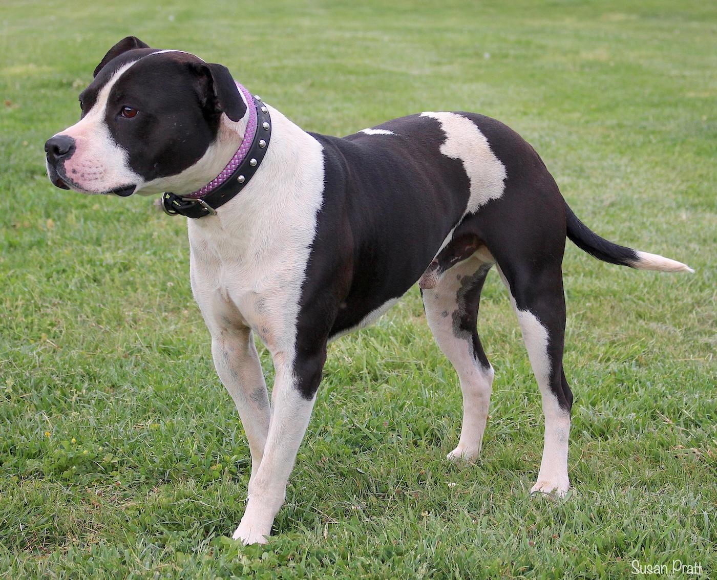 Enlarge Rebel, a ADOPTABLE mixed breed in Bedford, VA image 2/3