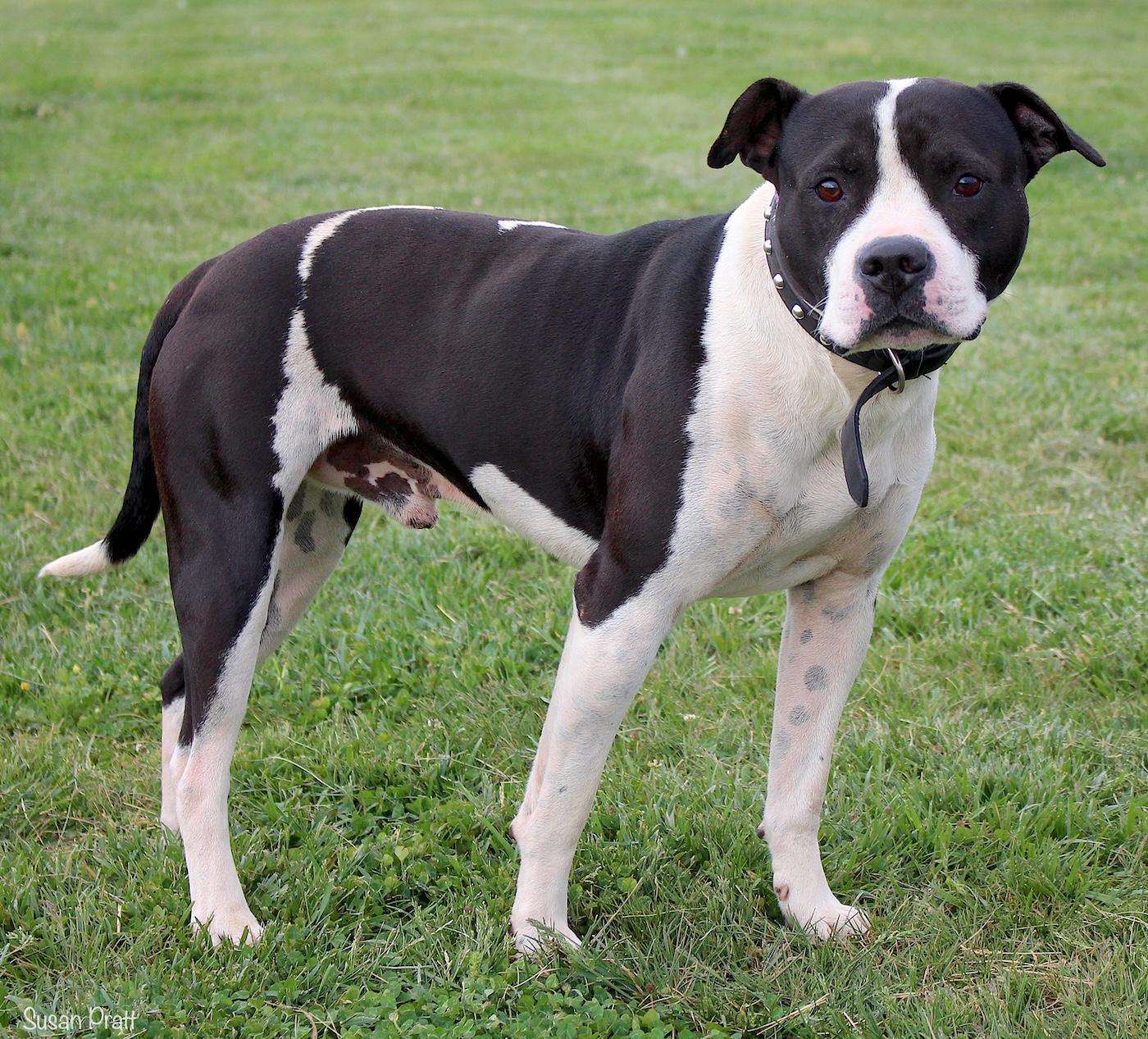 Enlarge Rebel, a ADOPTABLE mixed breed in Bedford, VA image 3/3