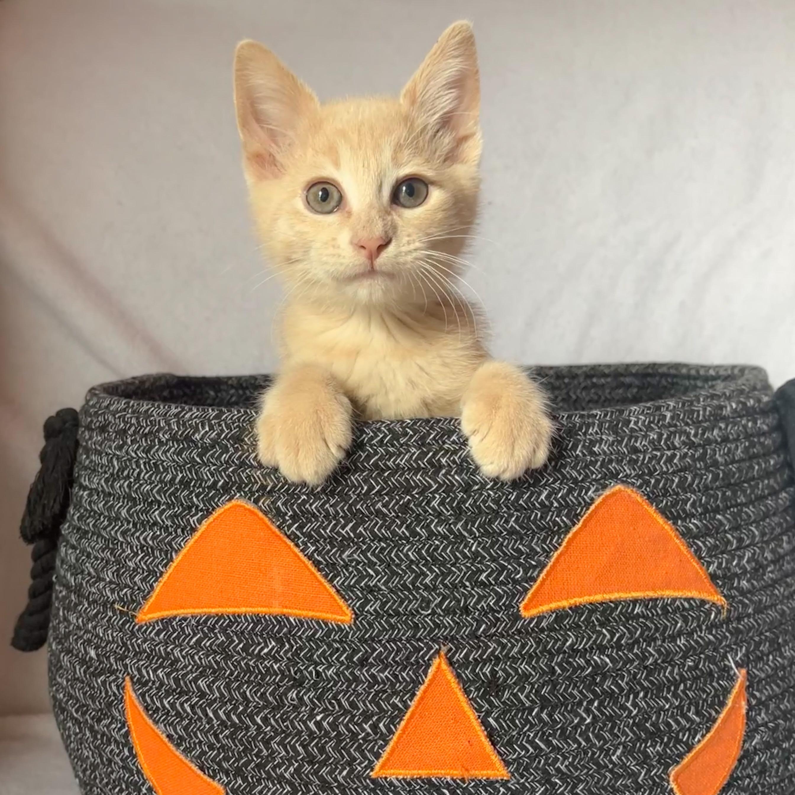 Enlarge Pumpkin, a Adoptable Domestic Short Hair in Beloit, WI image 3/3
