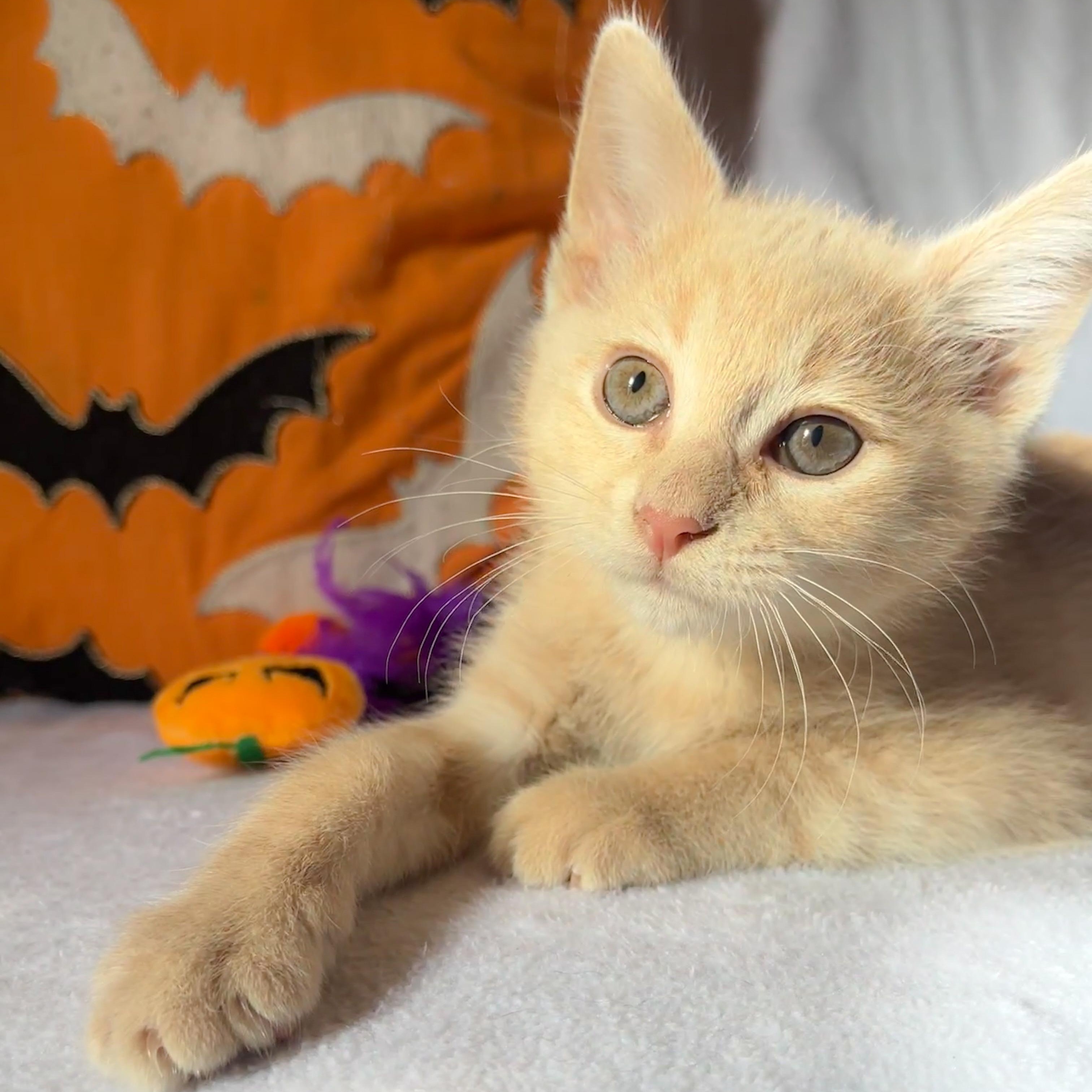 Enlarge Pumpkin, a Adoptable Domestic Short Hair in Beloit, WI image 2/3