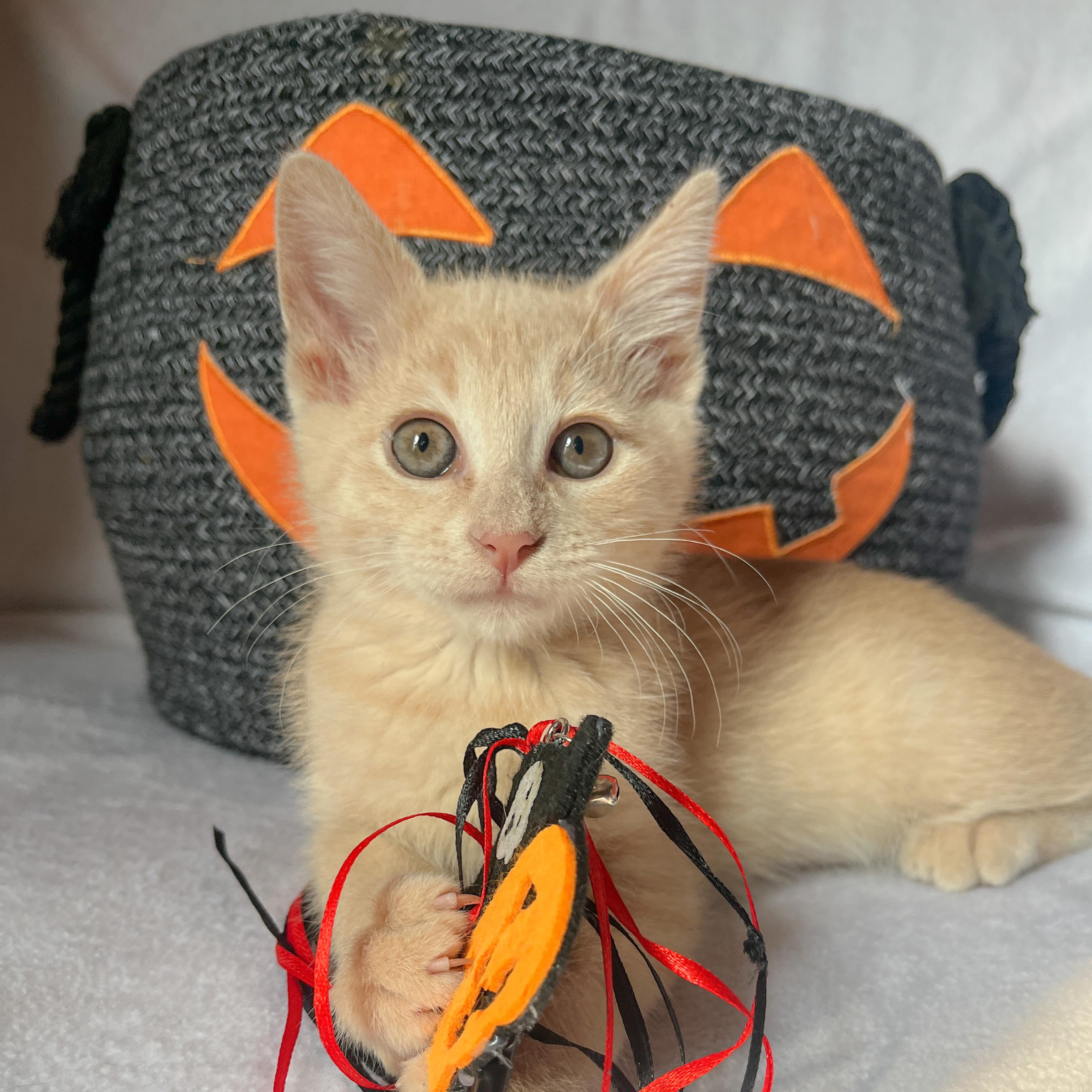 Pumpkin, Adoptable, Kitten Male Domestic Short Hair.