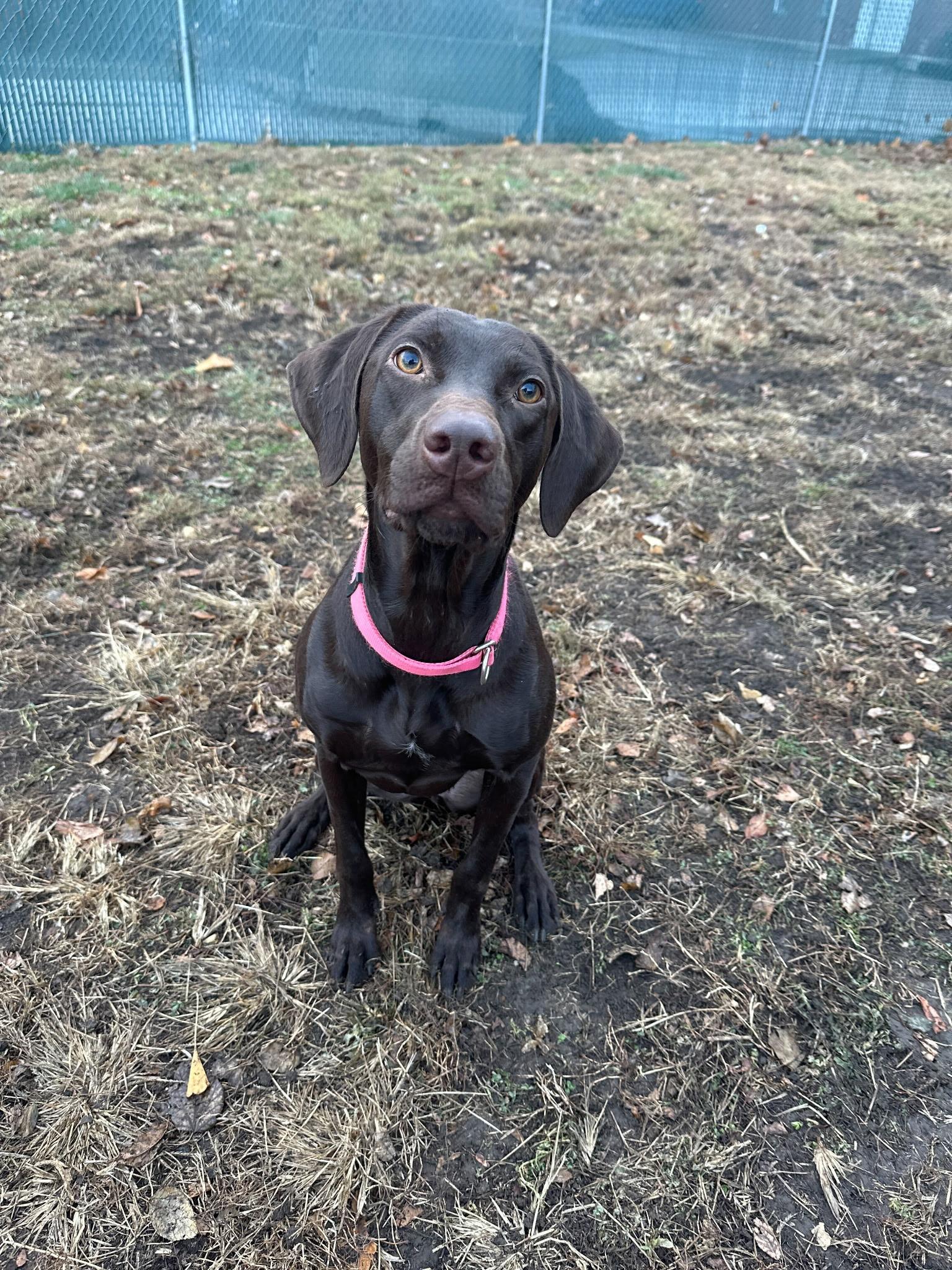 Auggie, ADOPTABLE, Young Female German Shorthaired Pointer & Chocolate Labrador Retriever.