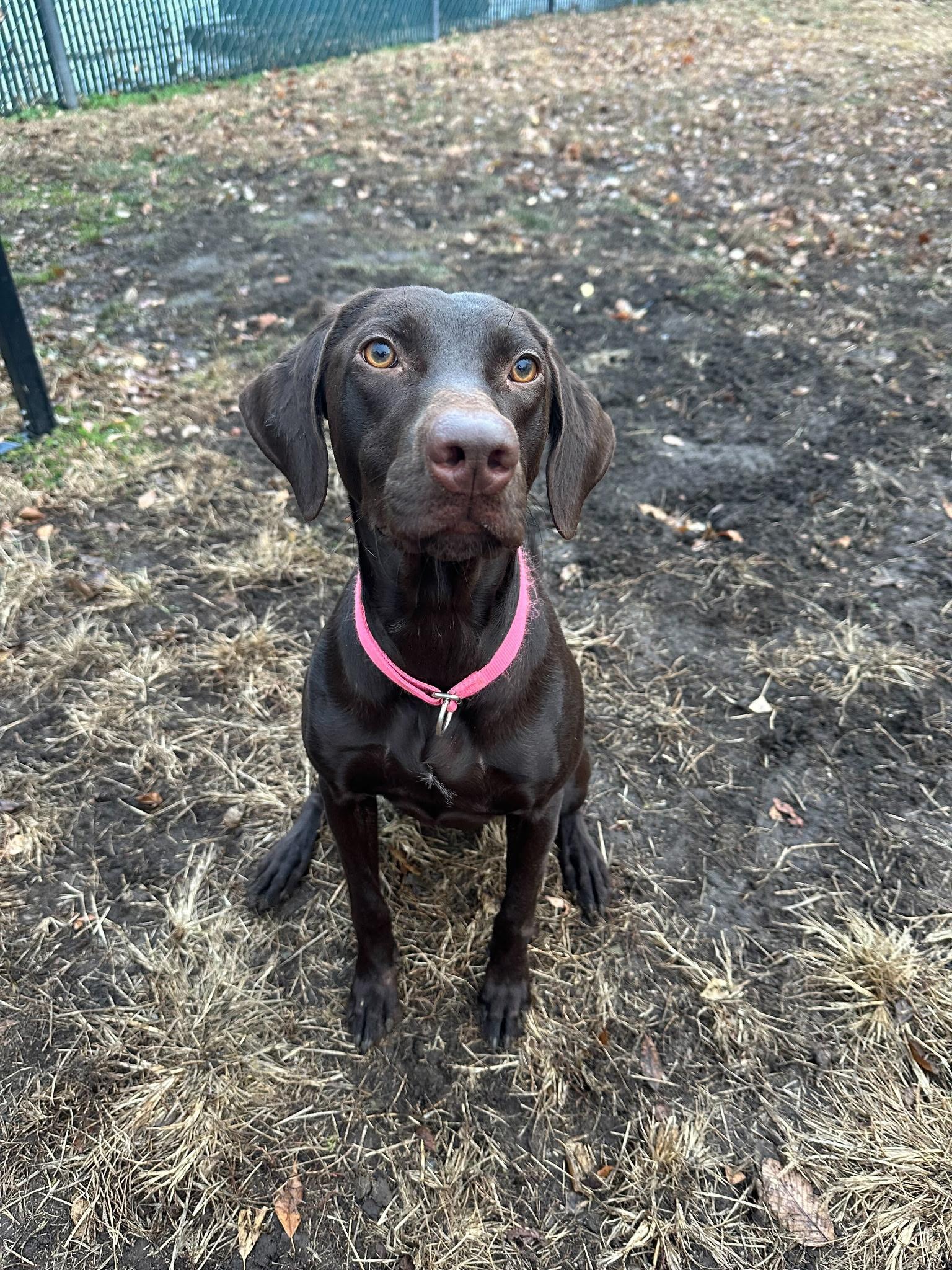 Enlarge Auggie, a ADOPTABLE mixed breed in Fort Leavenworth, KS image 2/2