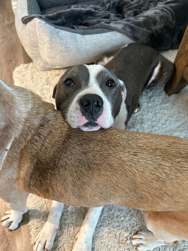 Enlarge Halls, a Adoptable American Staffordshire Terrier in El Cajon, CA image 1/6