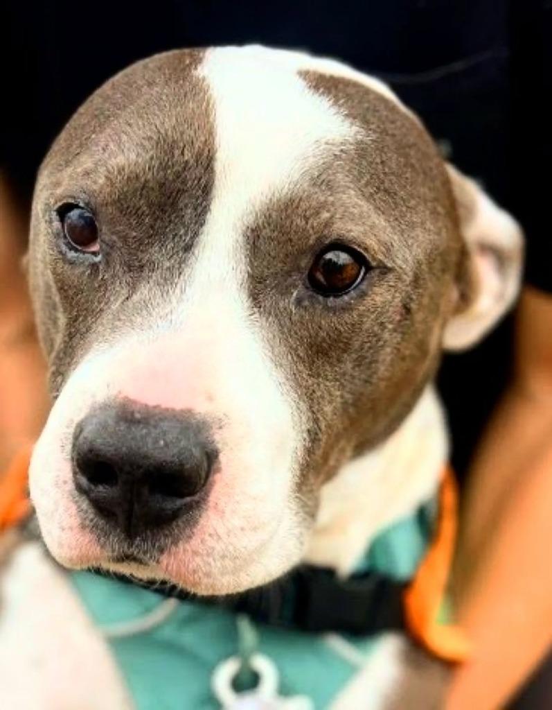 Enlarge Halls, a Adoptable American Staffordshire Terrier in El Cajon, CA image 3/6