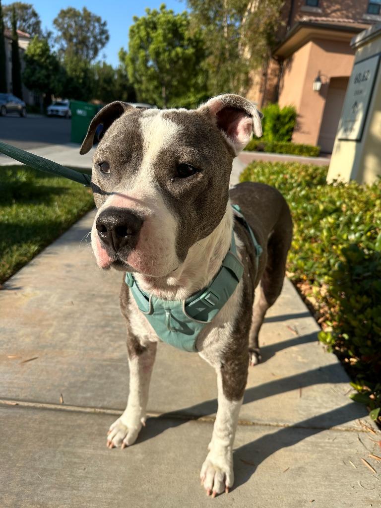Enlarge Halls, a Adoptable American Staffordshire Terrier in El Cajon, CA image 5/6