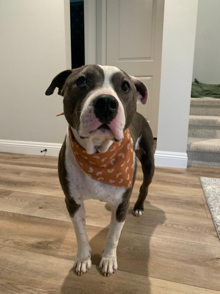 Enlarge Halls, a Adoptable American Staffordshire Terrier in El Cajon, CA image 6/6