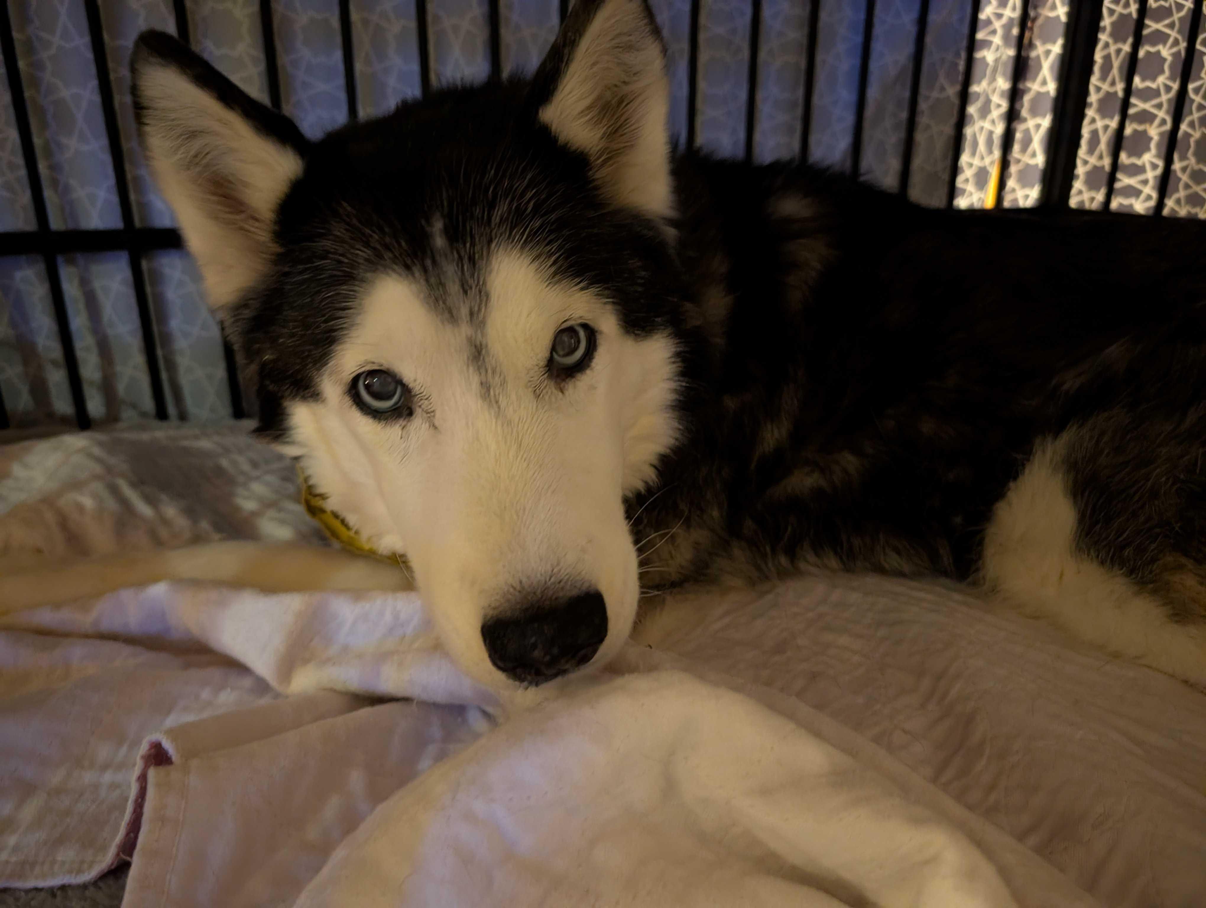 Enlarge Della, a Adoptable Siberian Husky in Cottonwood Heights, UT image 1/6