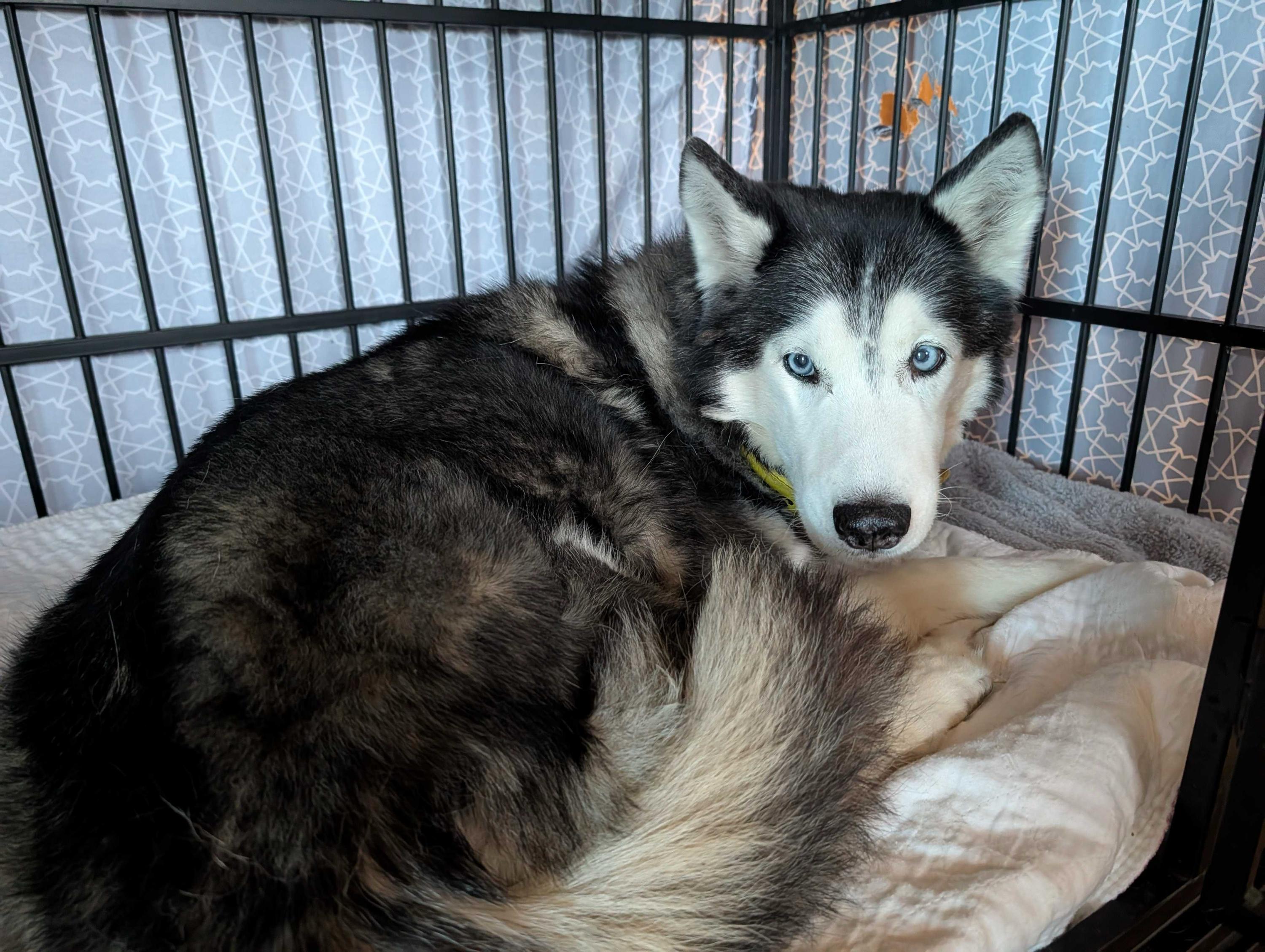 Enlarge Della, a Adoptable Siberian Husky in Cottonwood Heights, UT image 2/6