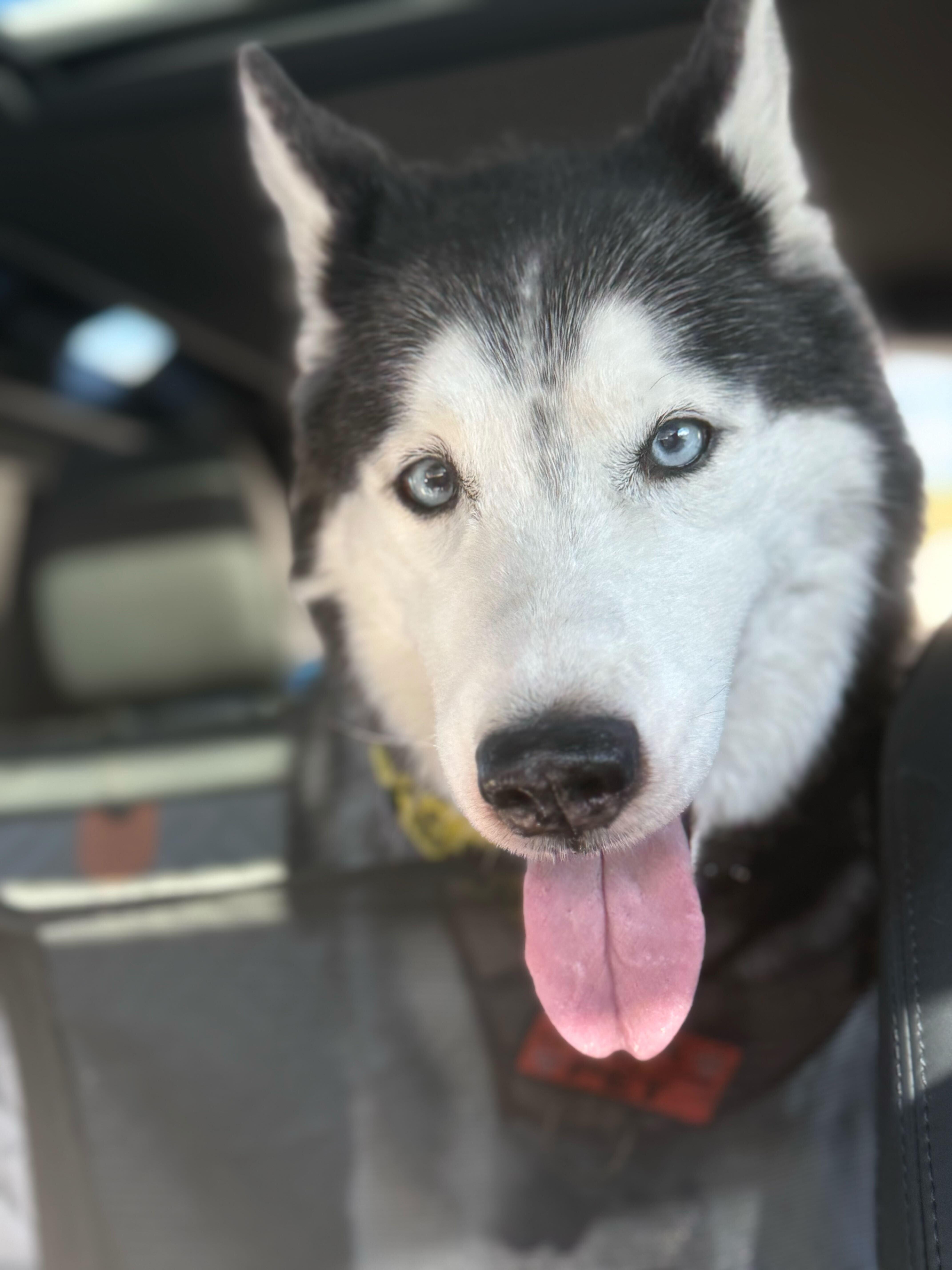 Enlarge Della, a Adoptable Siberian Husky in Cottonwood Heights, UT image 3/6