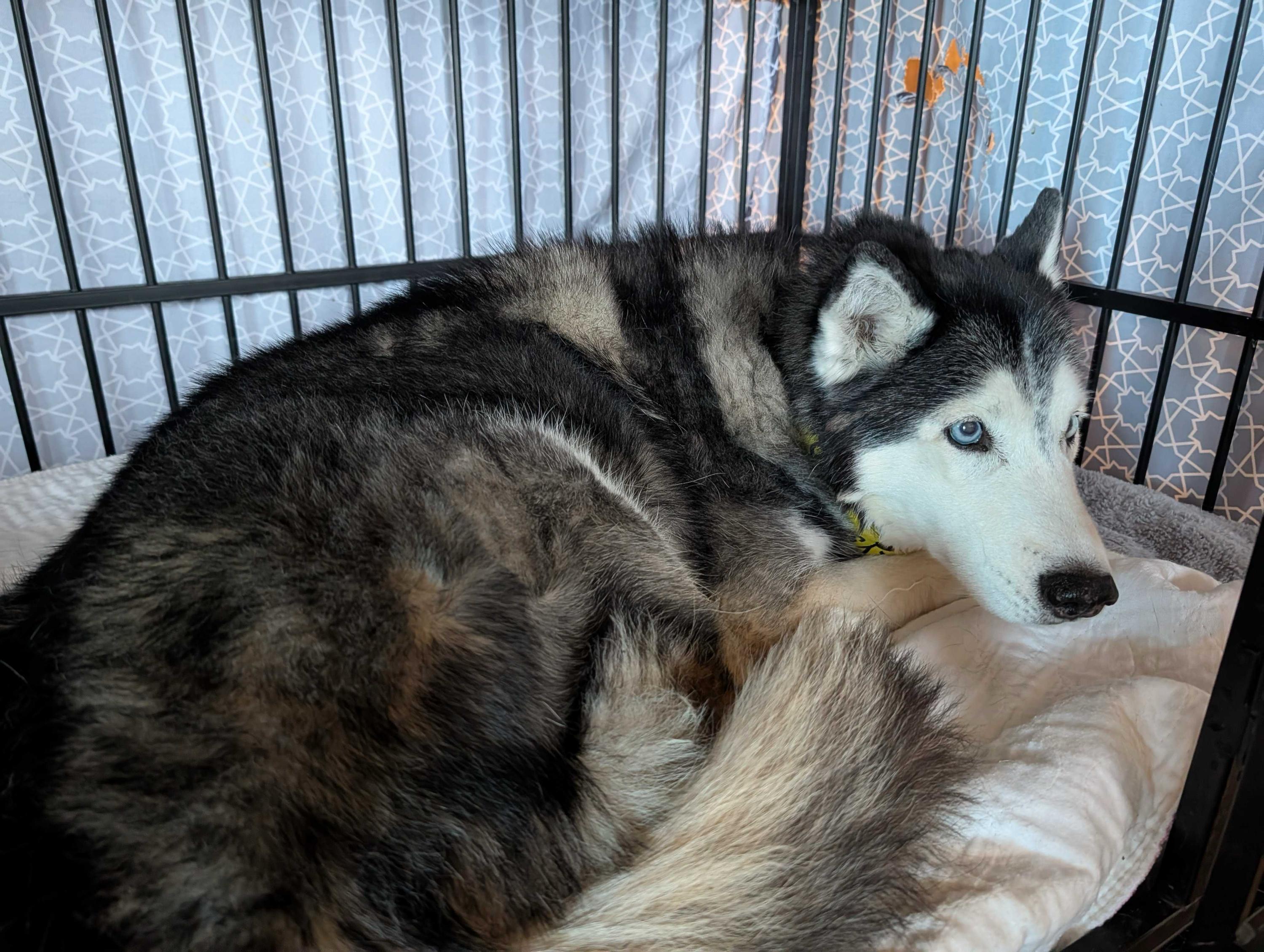 Enlarge Della, a Adoptable Siberian Husky in Cottonwood Heights, UT image 4/6