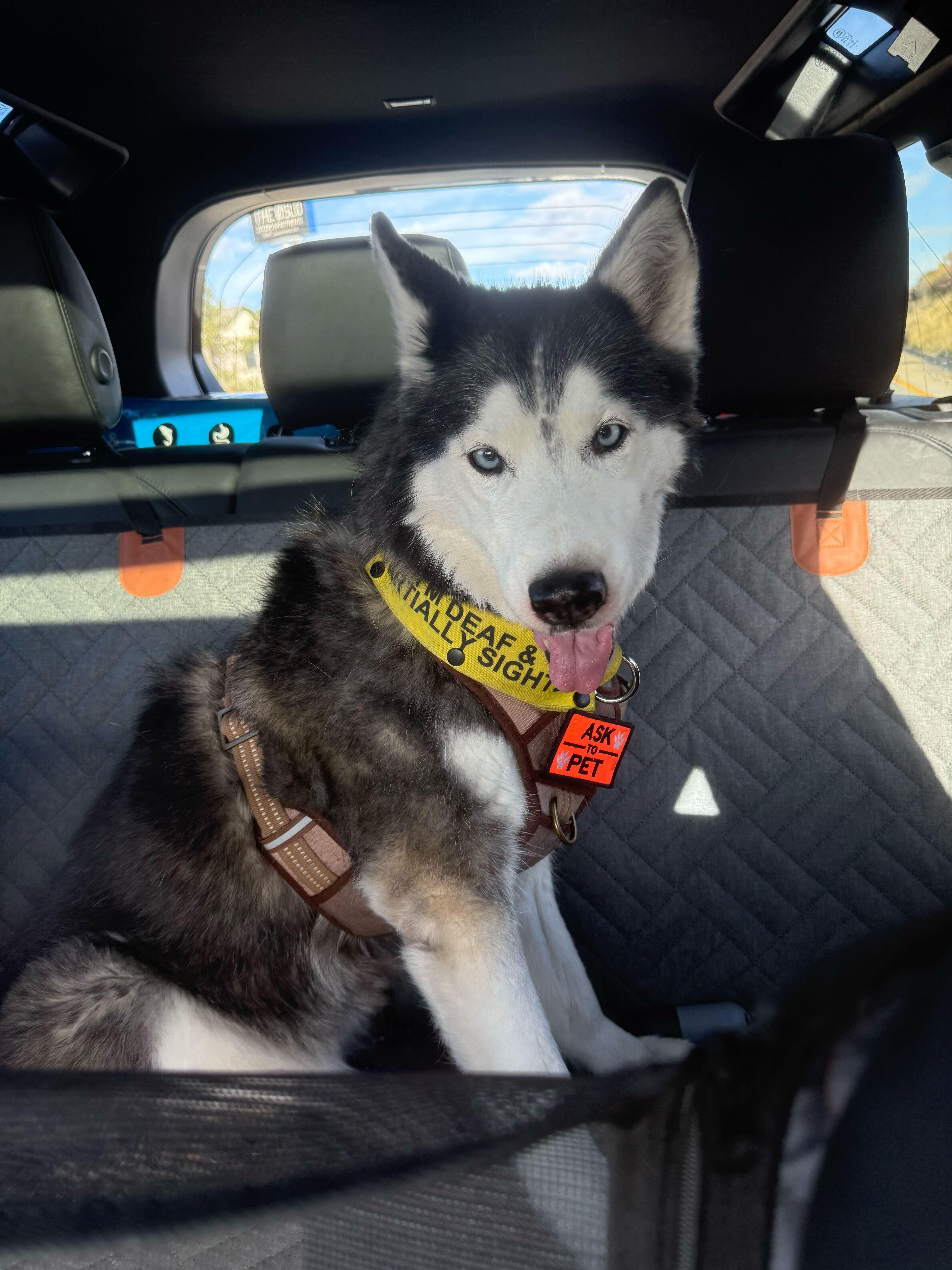 Enlarge Della, a Adoptable Siberian Husky in Cottonwood Heights, UT image 5/6