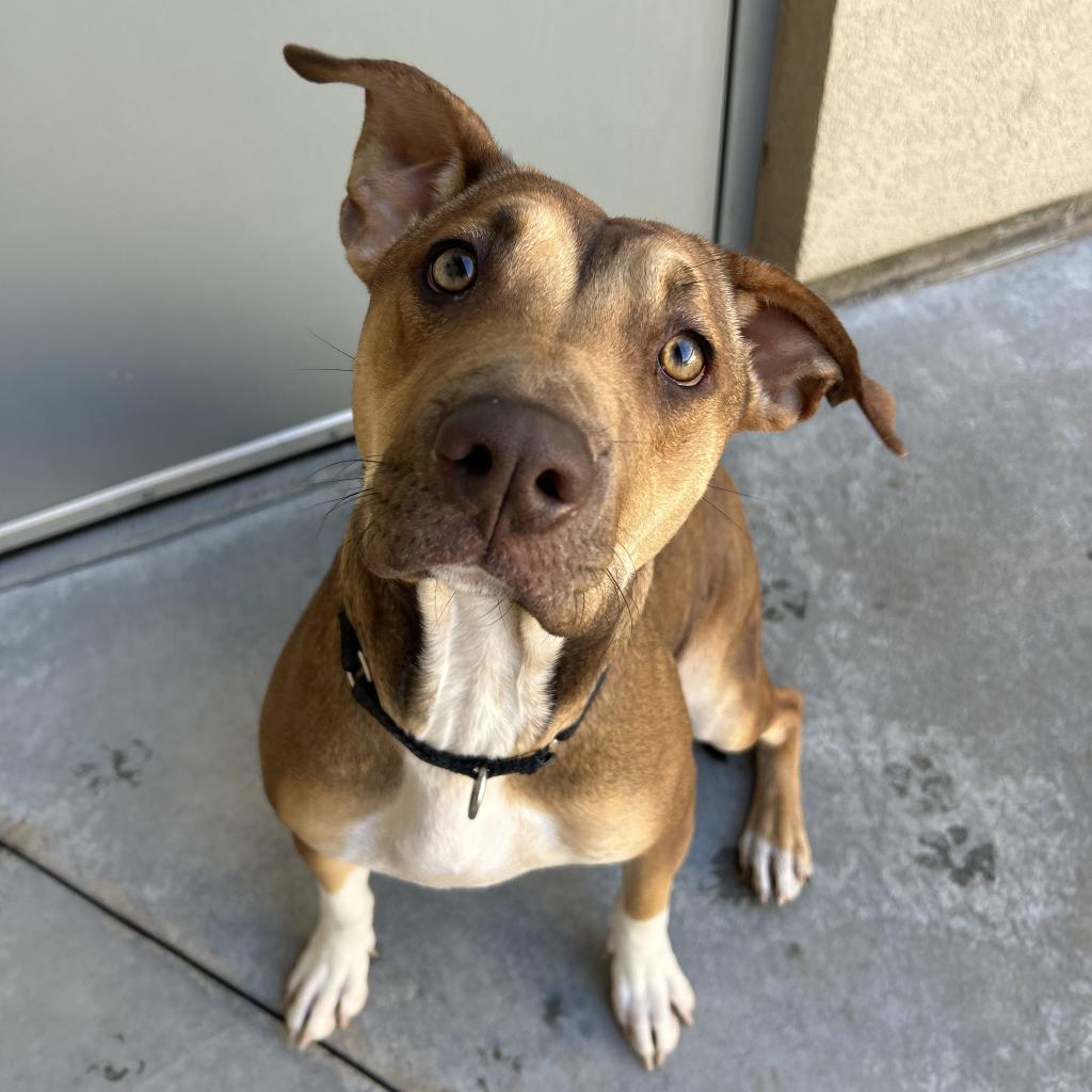 Zuri, Adoptable, Adult Female Pit Bull Terrier & Mixed Breed.