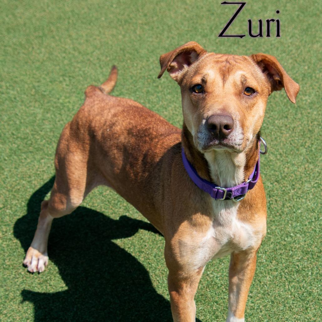 Enlarge Zuri, a Adoptable mixed breed in Parkersburg, WV image 2/2