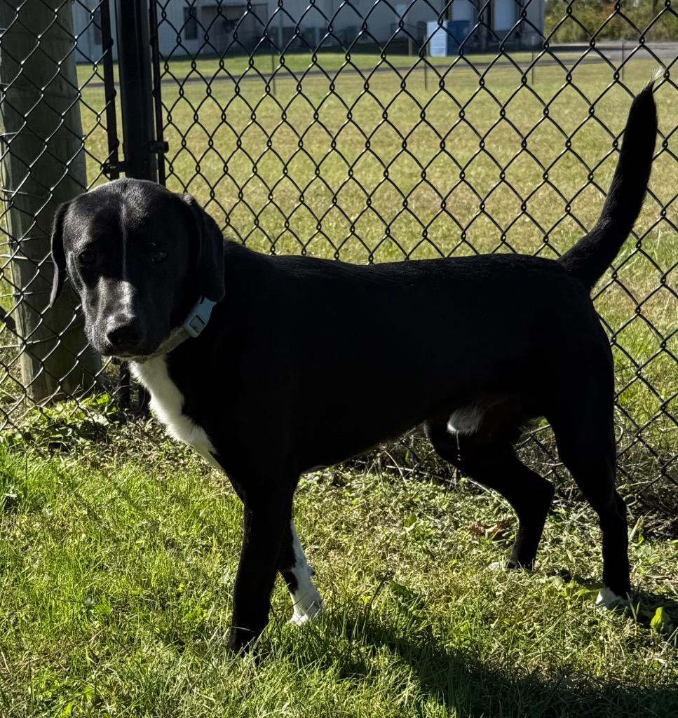 Enlarge Hank, a Adoptable mixed breed image 2/3