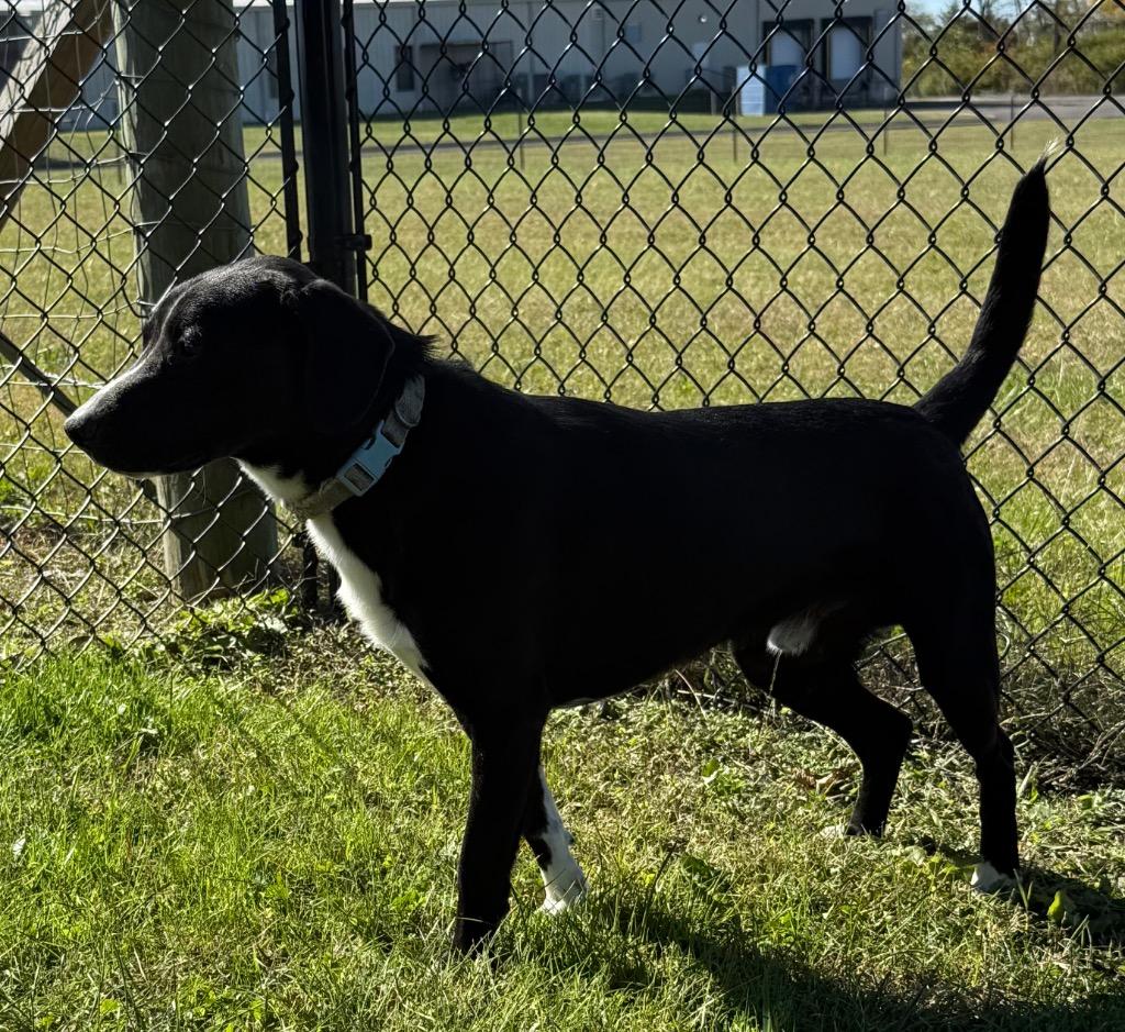 Enlarge Hank, a Adoptable mixed breed image 3/3