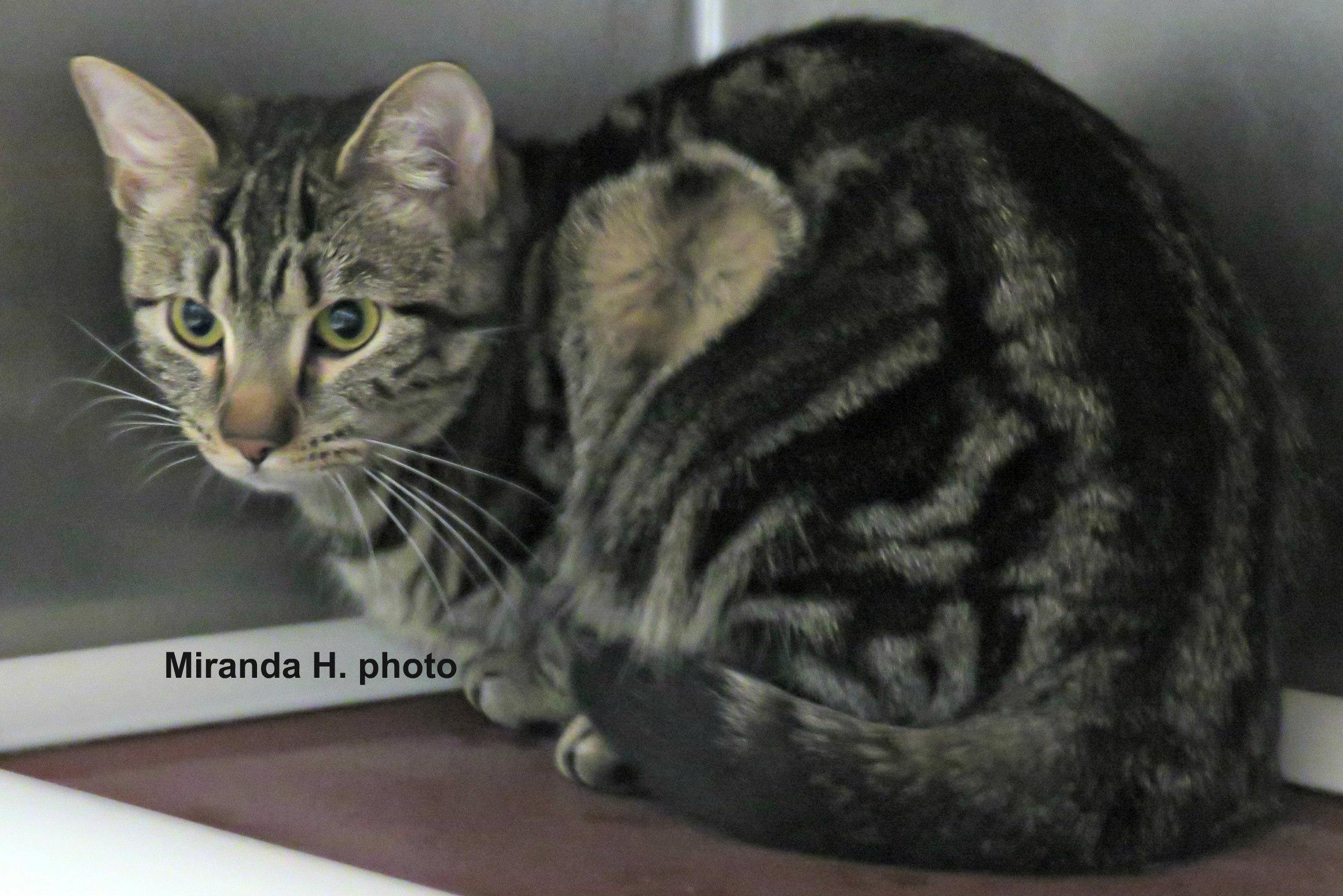 Angel, adopted, Adult Female Domestic Short Hair.