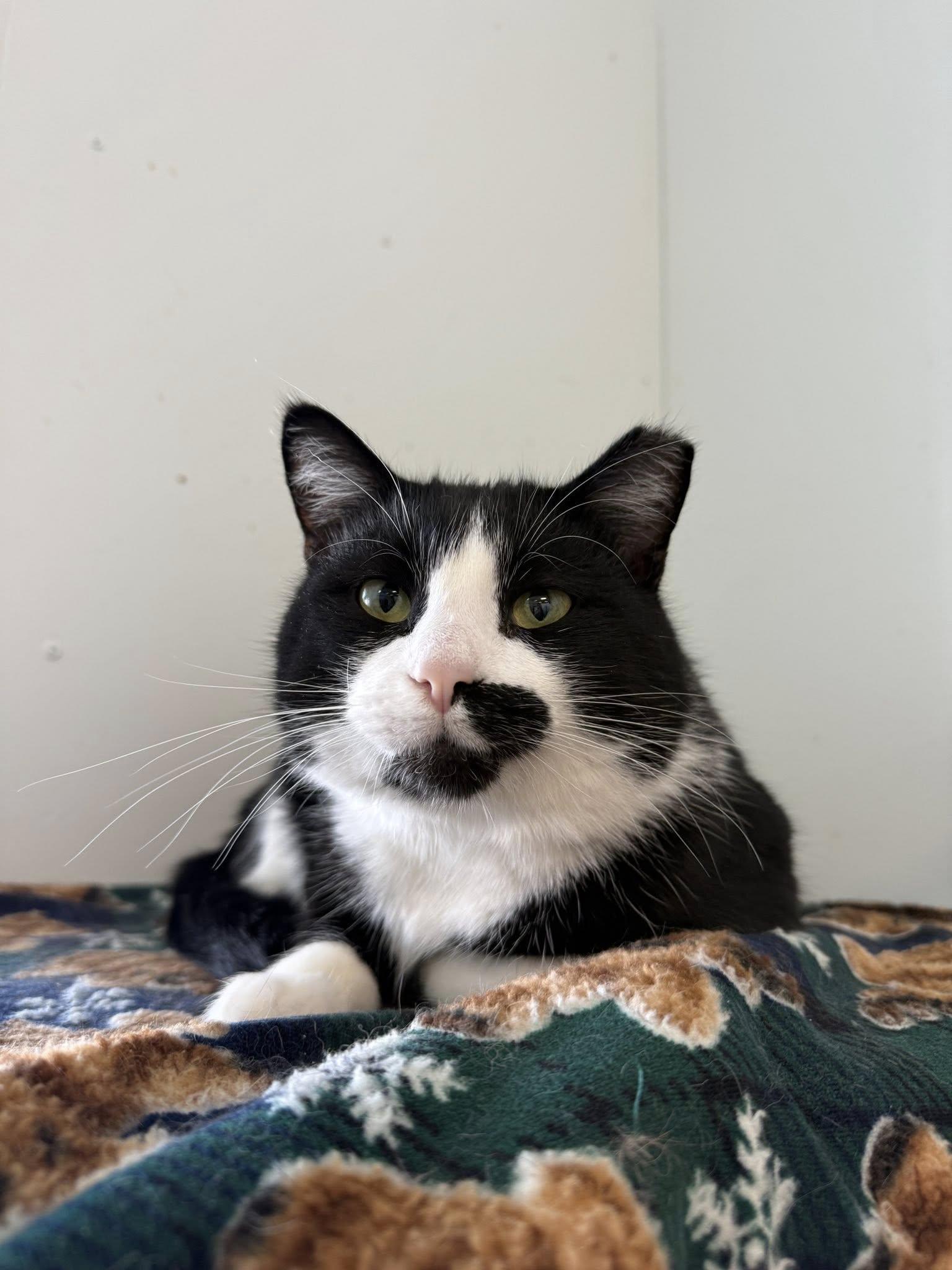 Cookie Duster thumbnail 2