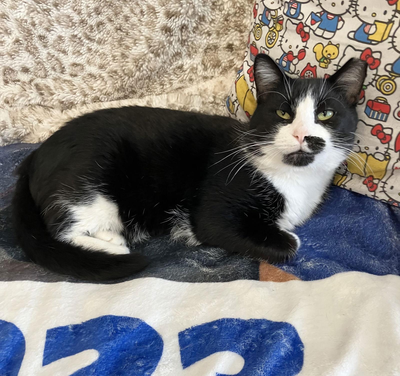 Cookie Duster thumbnail 4