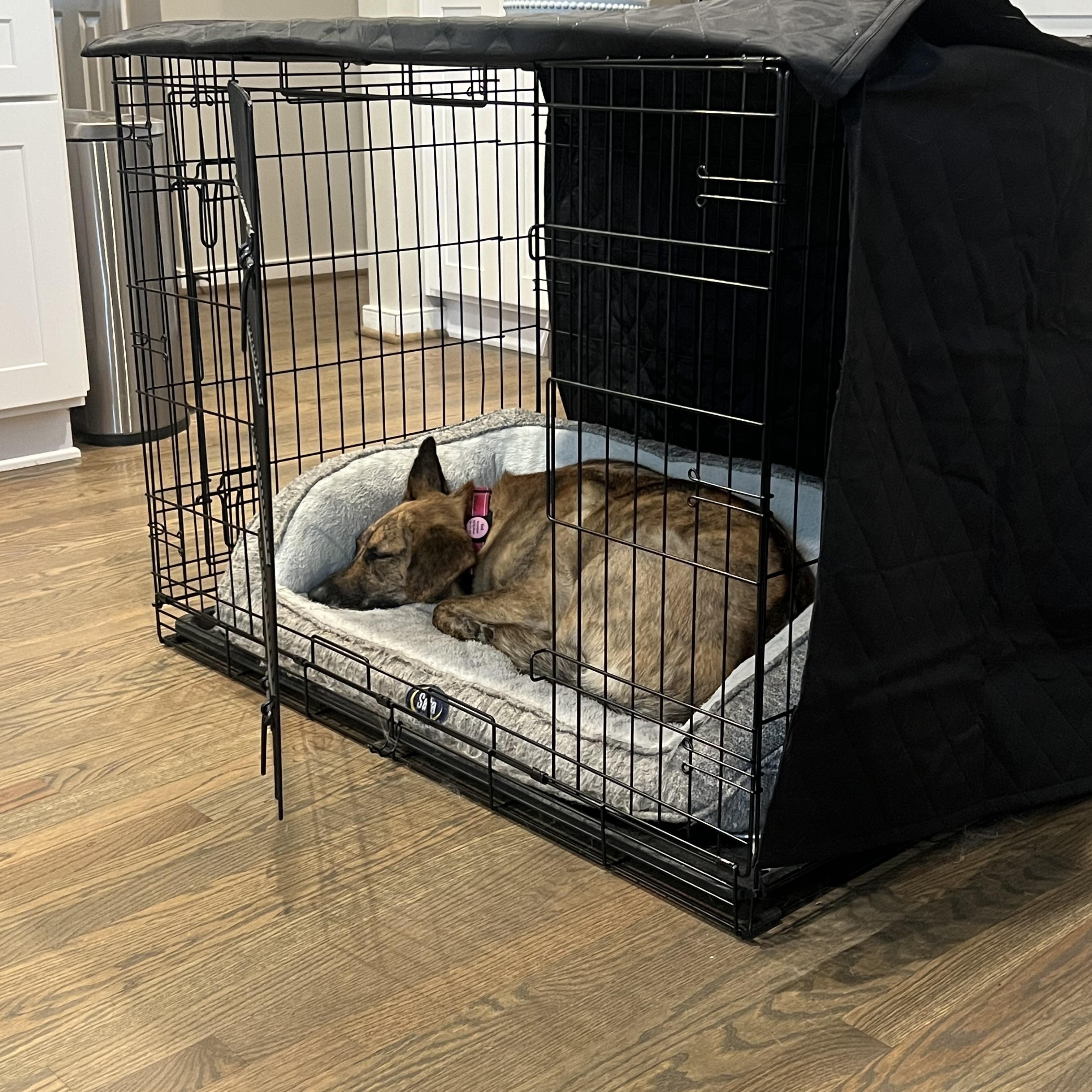 Enlarge Bindi, an adoptable mixed breed in Richmond, VA image 4/4