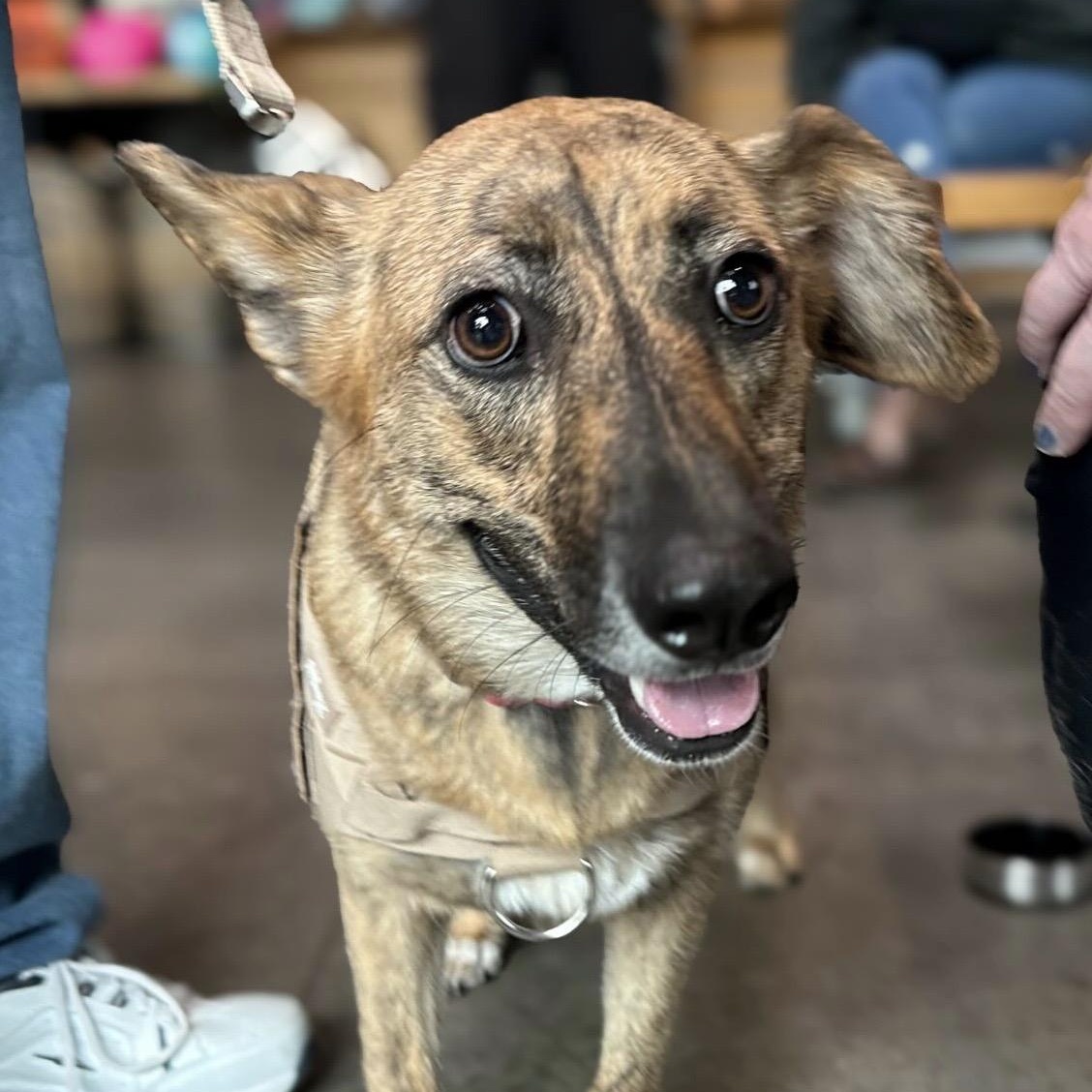 Bindi, adoptable, Young Female German Shepherd Dog & Beagle.
