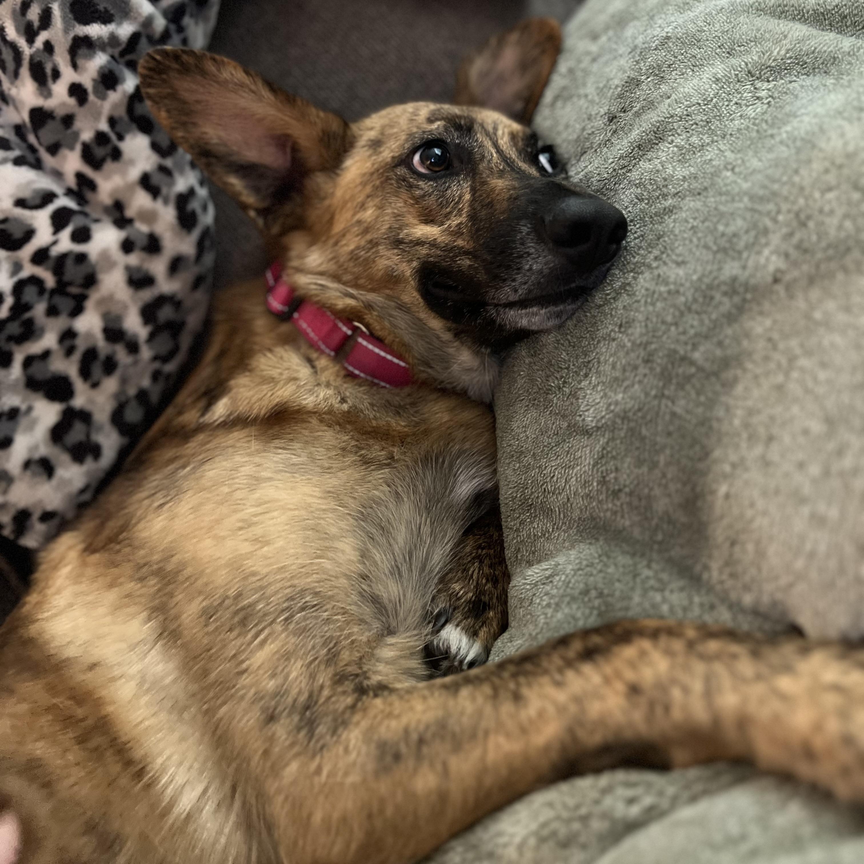 Enlarge Bindi, an adoptable mixed breed in Richmond, VA image 3/4