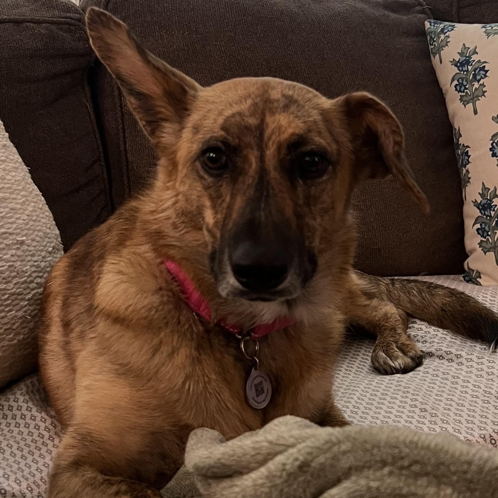 Enlarge Bindi, an adoptable mixed breed in Richmond, VA image 2/4