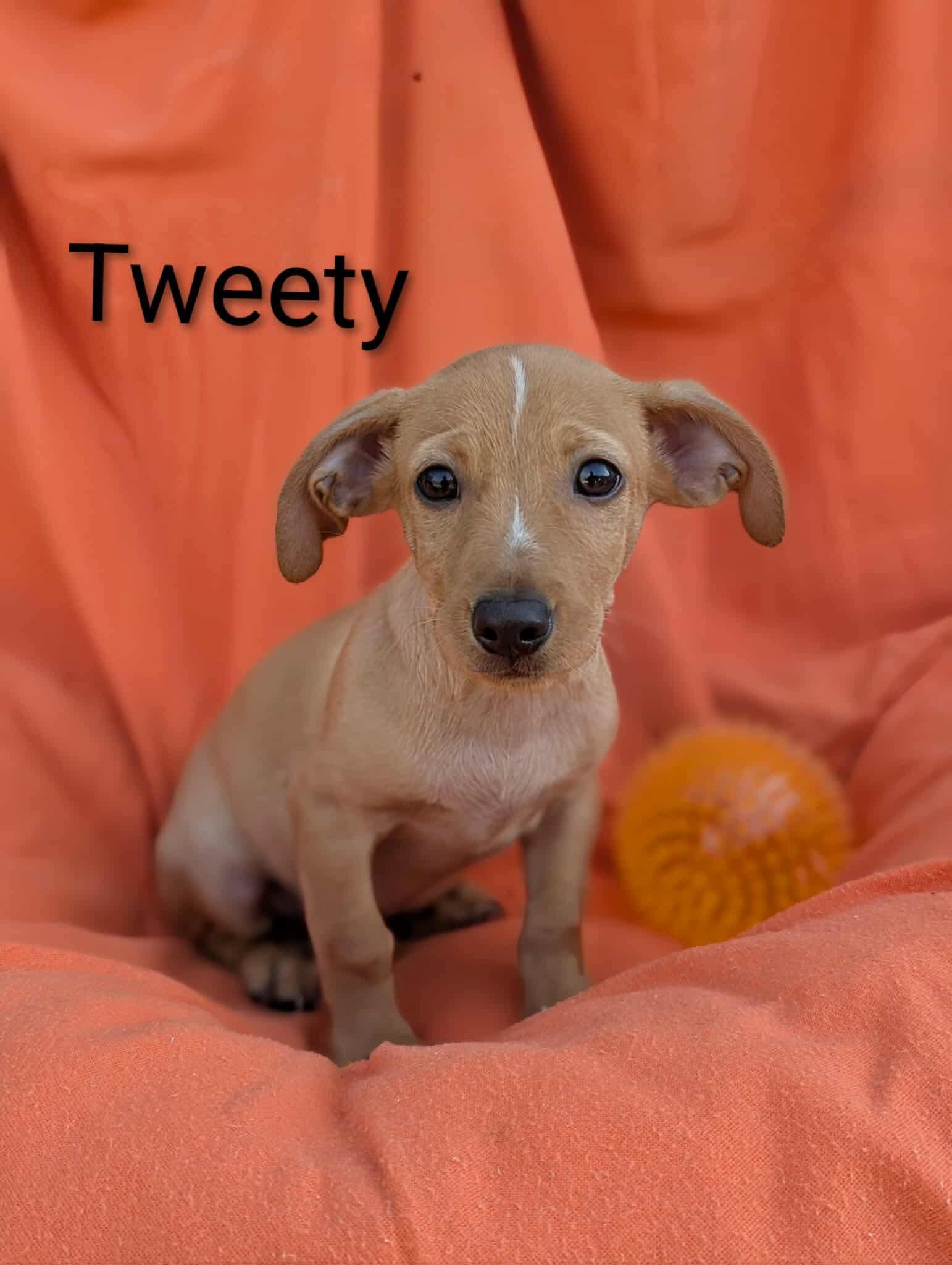 Tweety