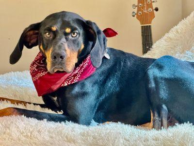 Boom Boom Boomer, Adoptable, Adult Male Black and Tan Coonhound.