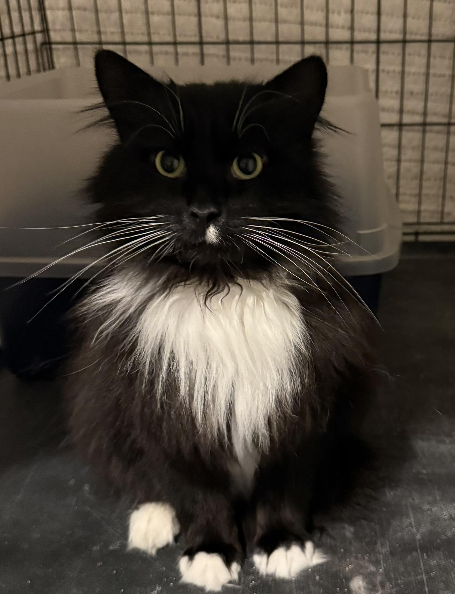 Sylvester, adopted, Young Male Domestic Long Hair.