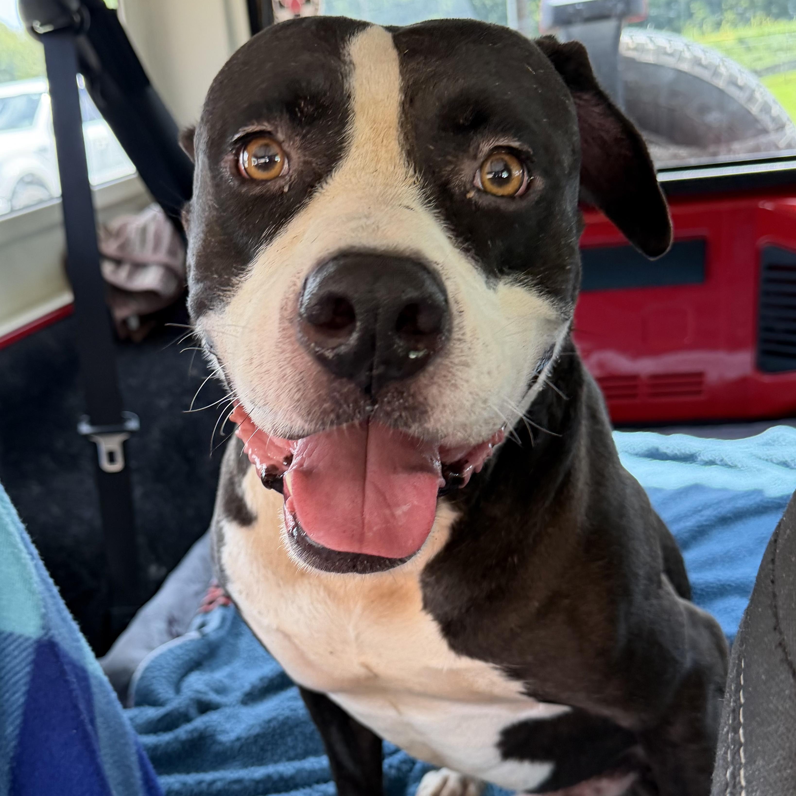 Enlarge Mac (McDouble), a Adoptable mixed breed in Roswell, GA image 1/2