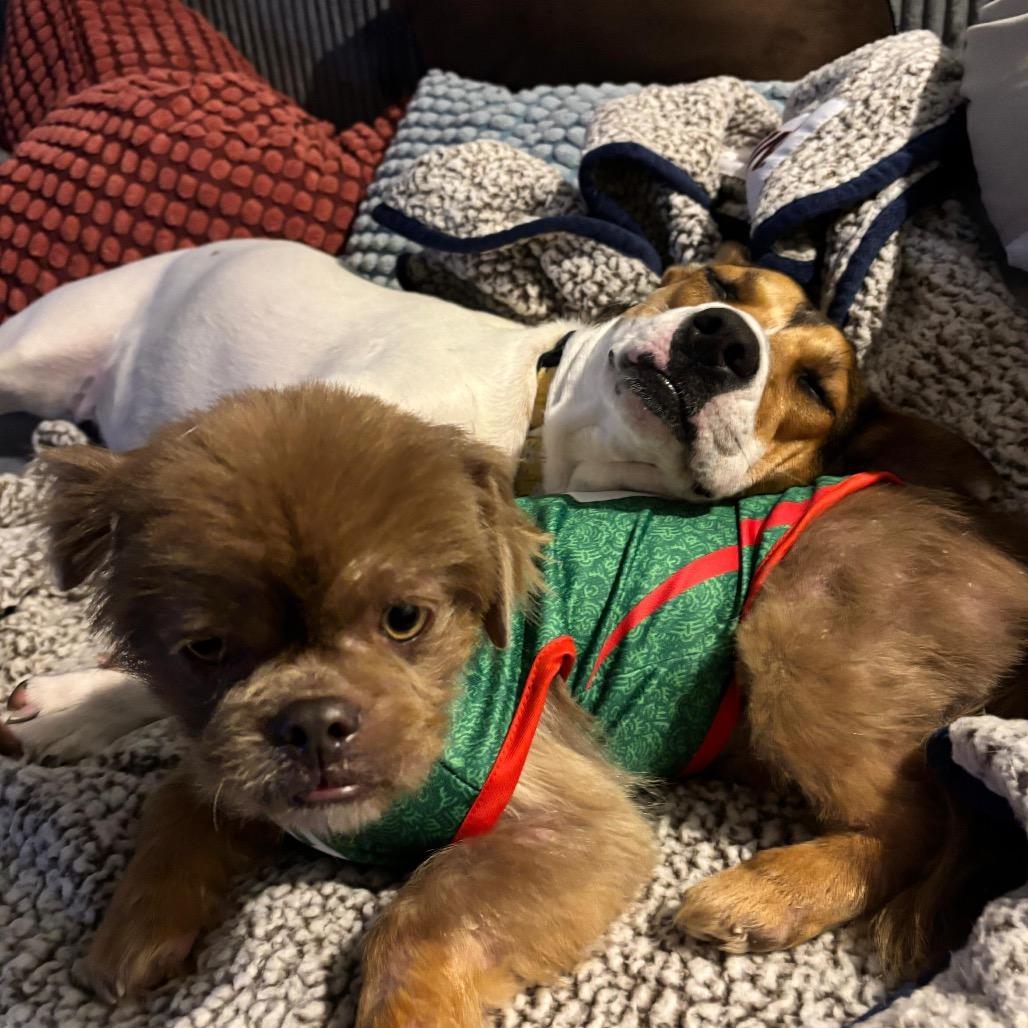 Enlarge TEDDY, a Adoptable mixed breed in Berlin, NJ image 4/6