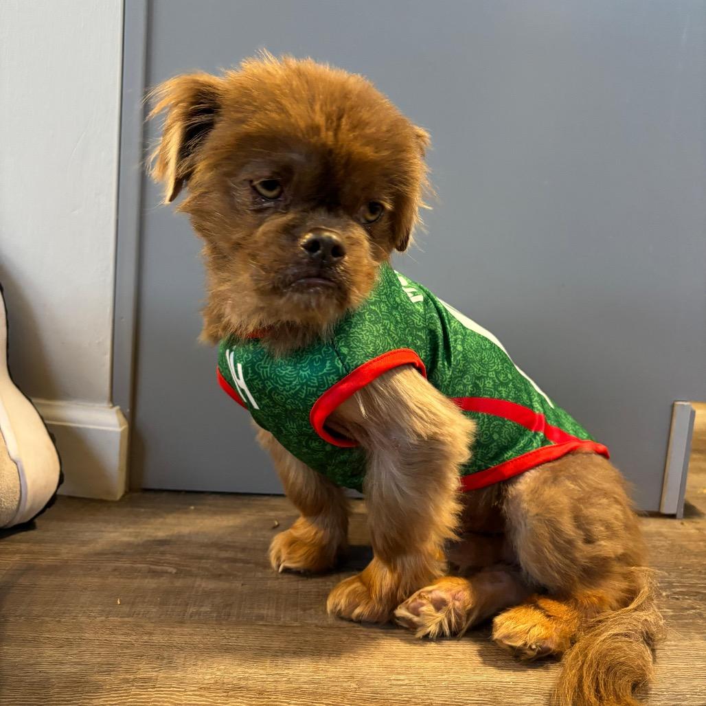 Enlarge TEDDY, a Adoptable mixed breed in Berlin, NJ image 5/6