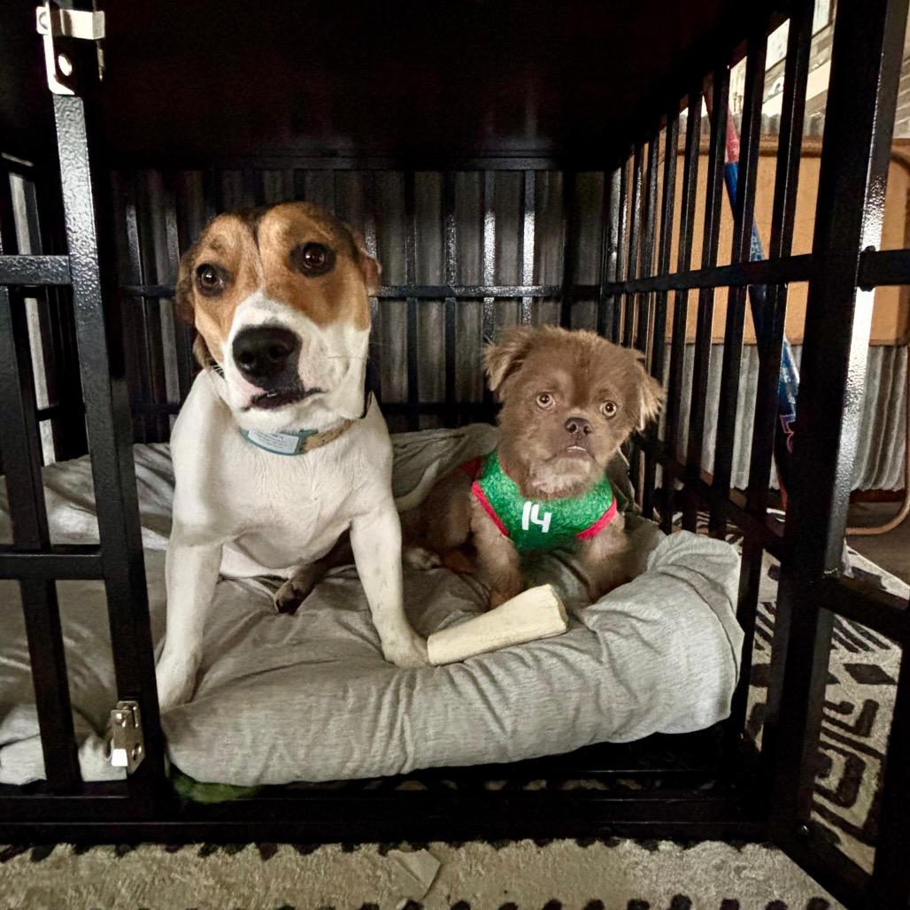 Enlarge TEDDY, a Adoptable mixed breed in Berlin, NJ image 1/6