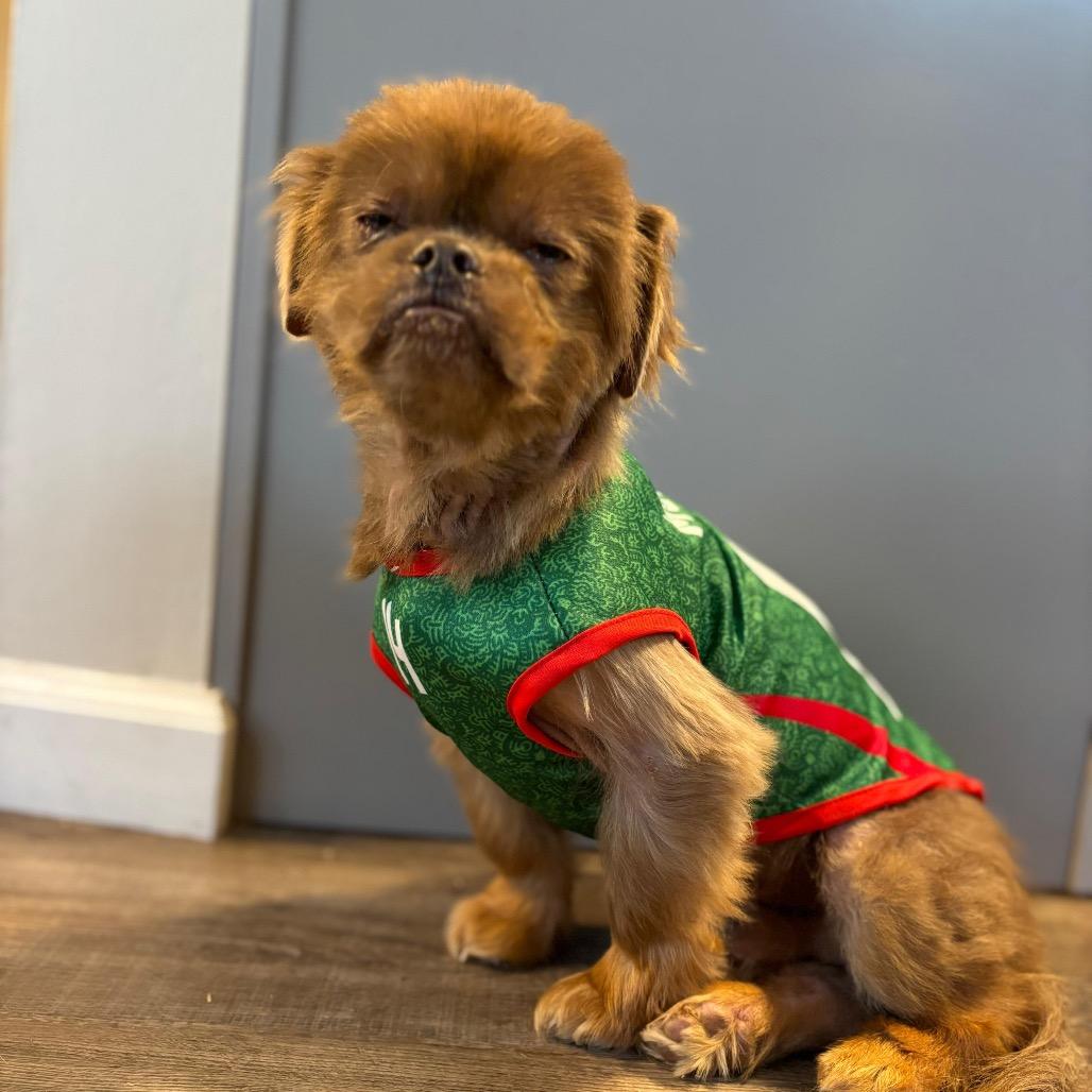 Enlarge TEDDY, a Adoptable mixed breed in Berlin, NJ image 3/6