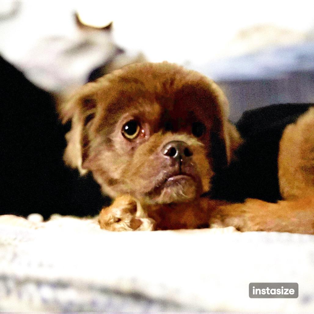 Enlarge TEDDY, a Adoptable mixed breed in Berlin, NJ image 2/6