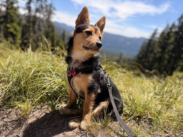 Rue, Adoptable, Young Female Cardigan Welsh Corgi & Terrier.